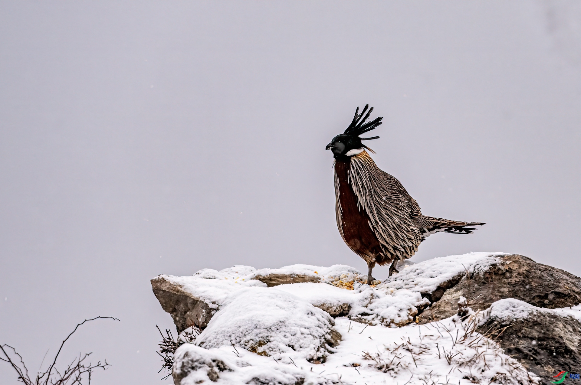 DSC_2081-11.jpg