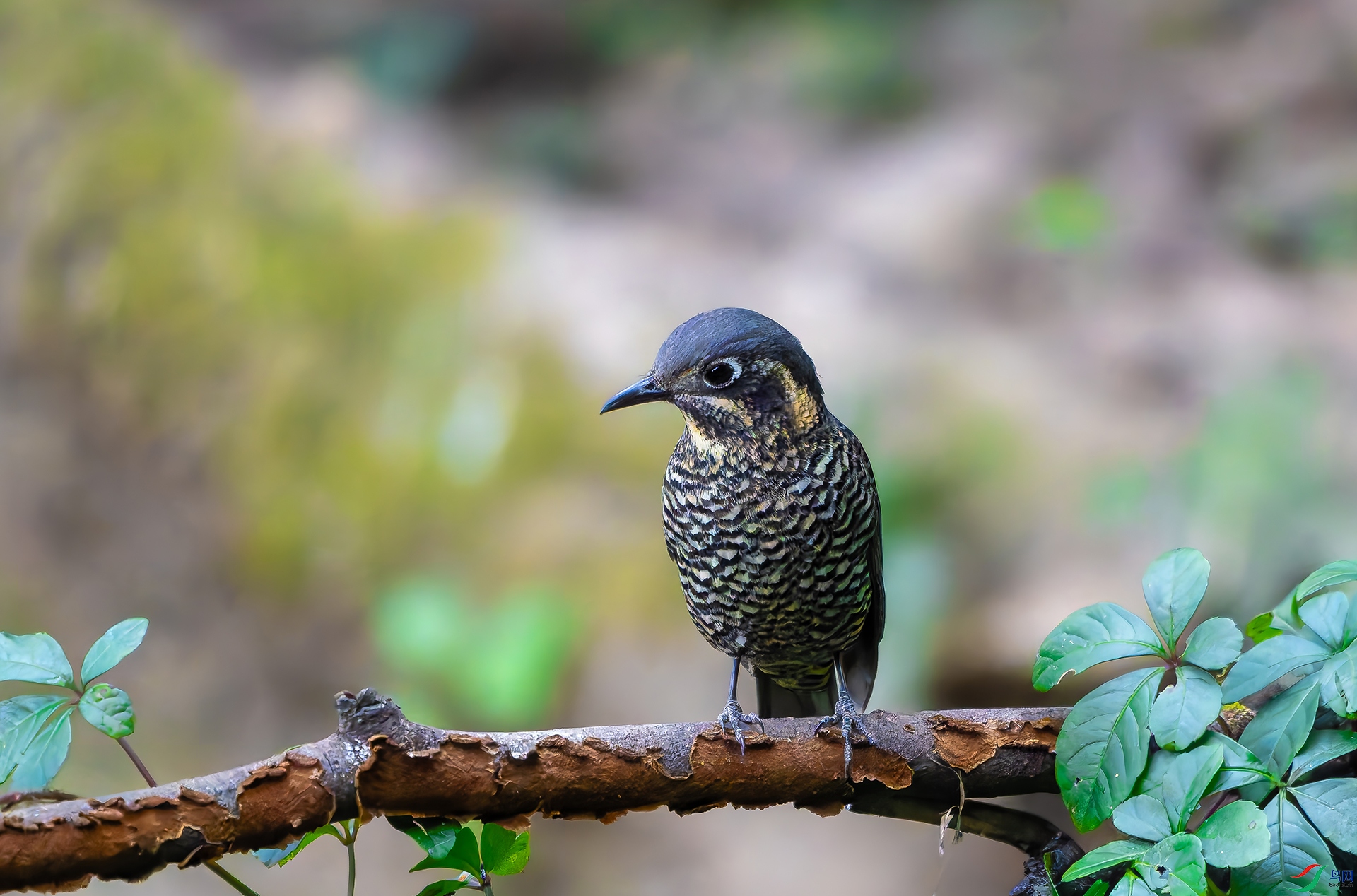 20251225-DSC04130 ���� 2.jpg