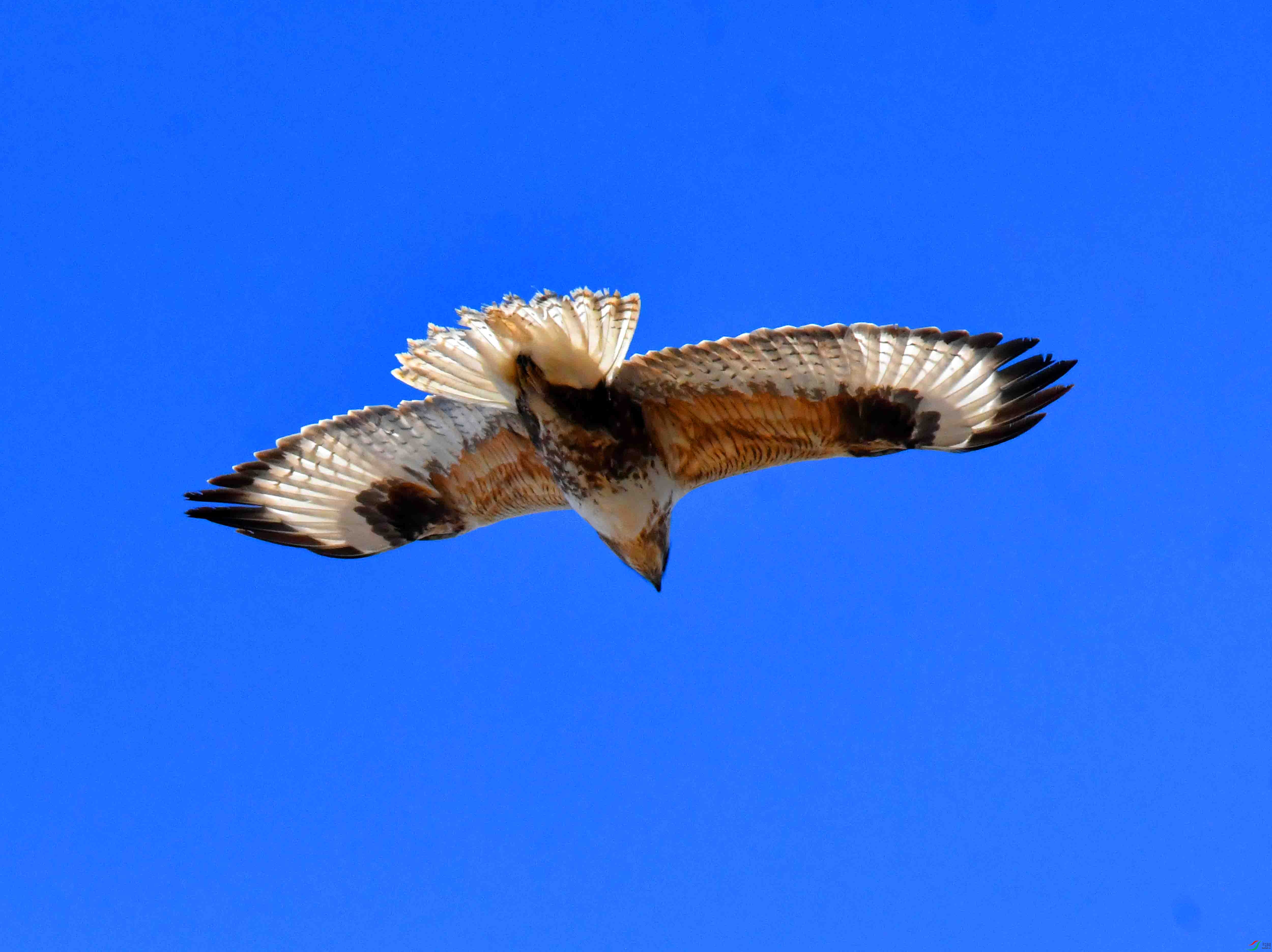 DSC_4399.JPG