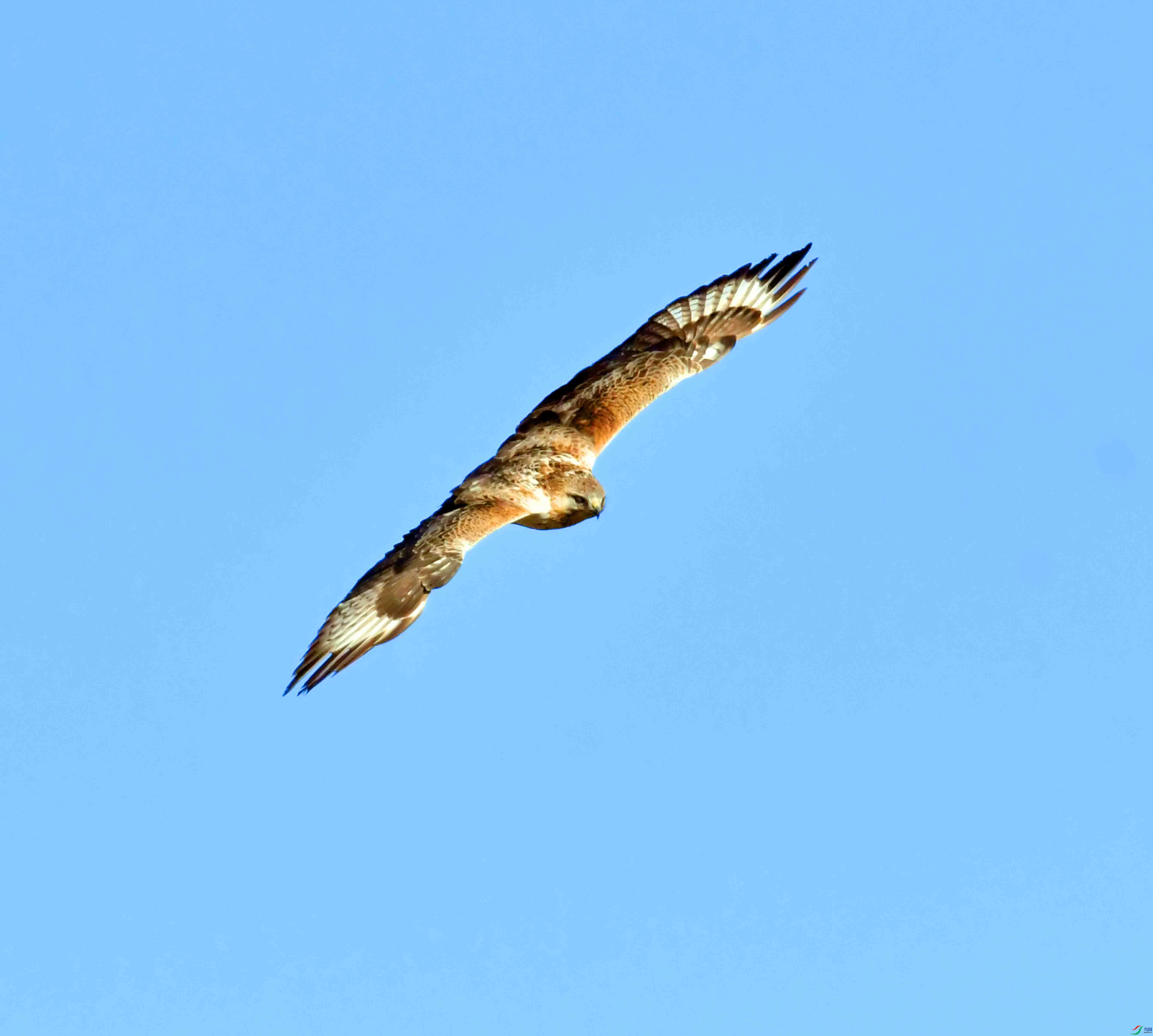 DSC_4445.JPG