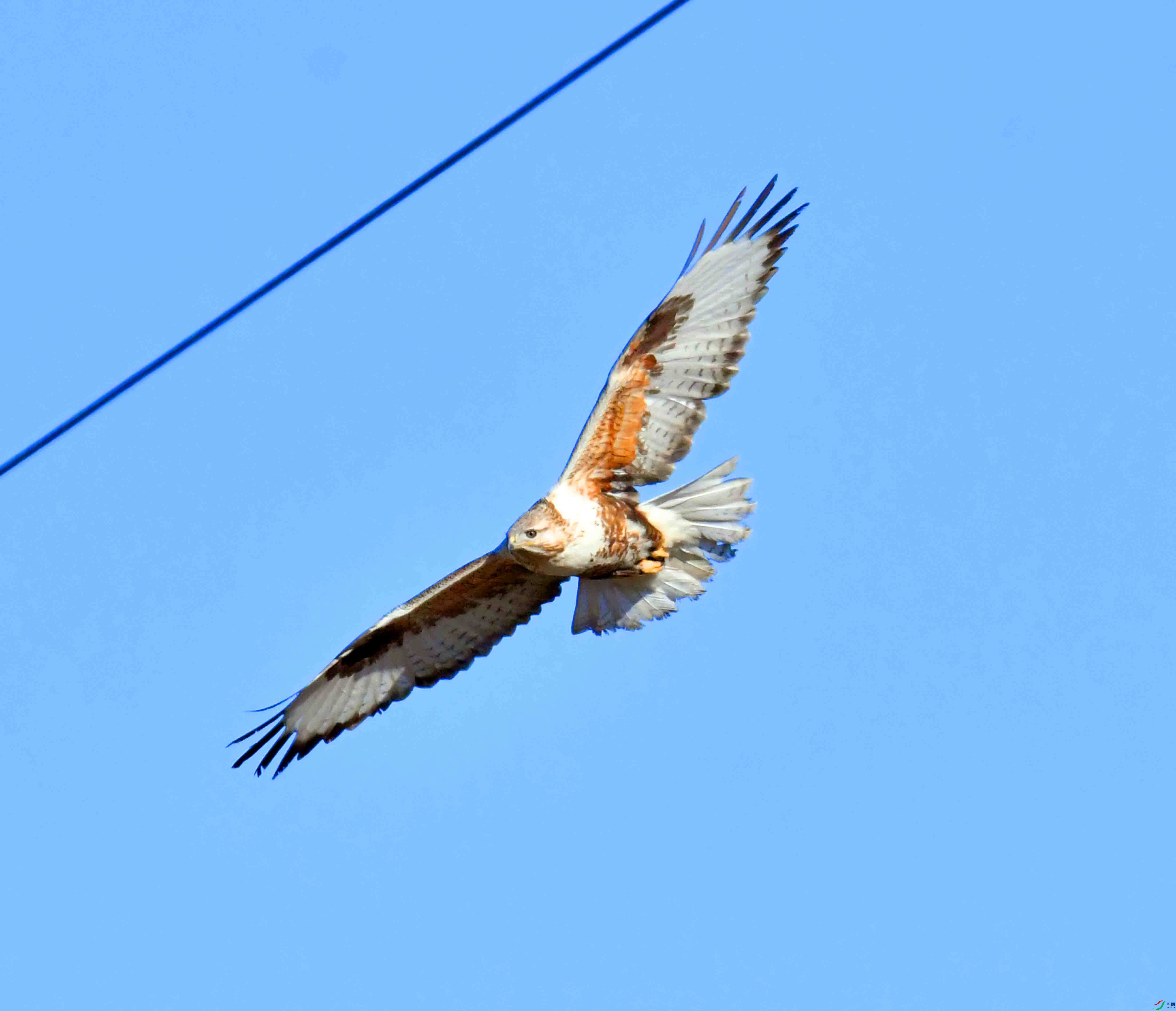 DSC_4447.JPG
