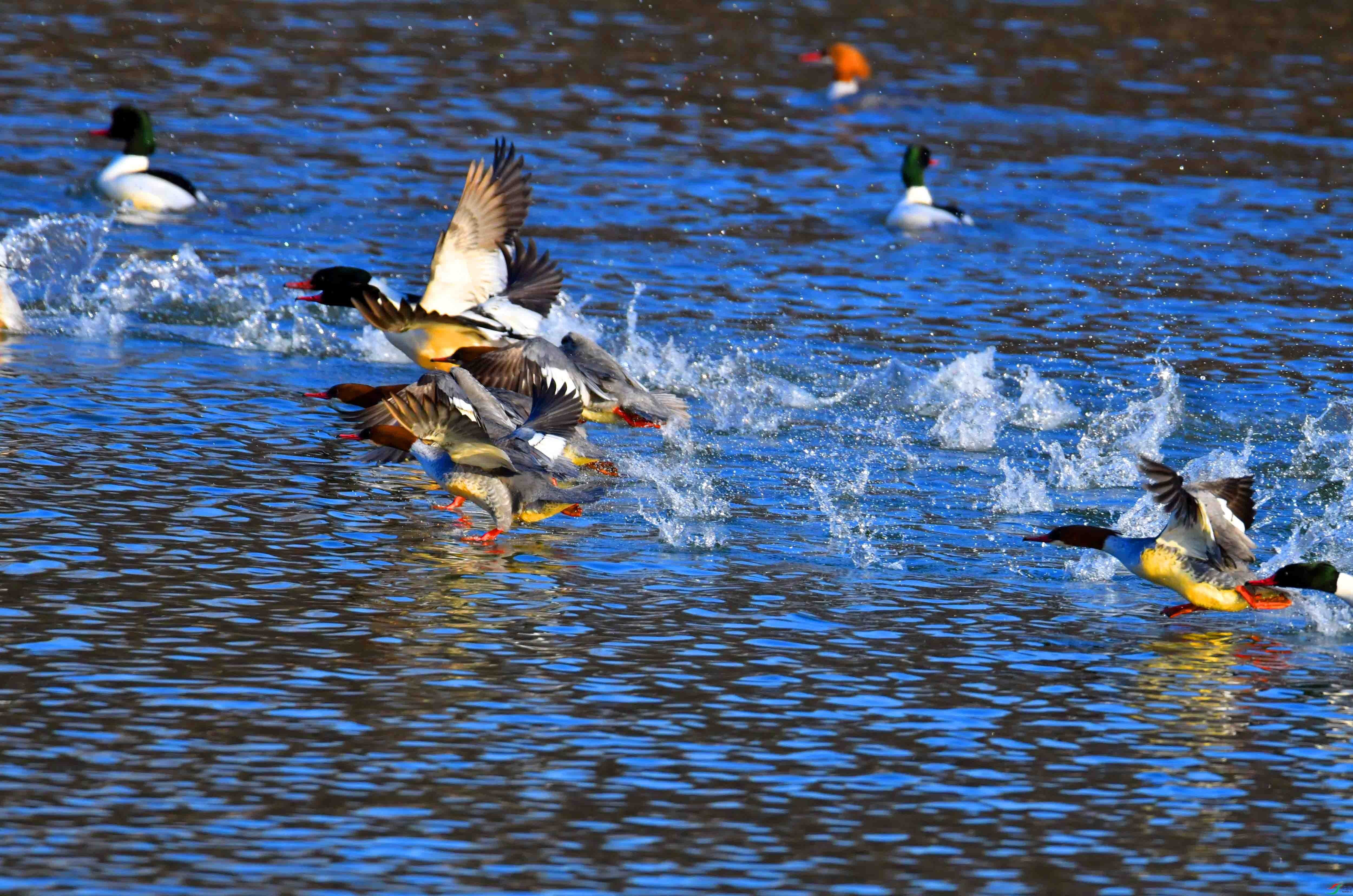 DSC_2270.JPG
