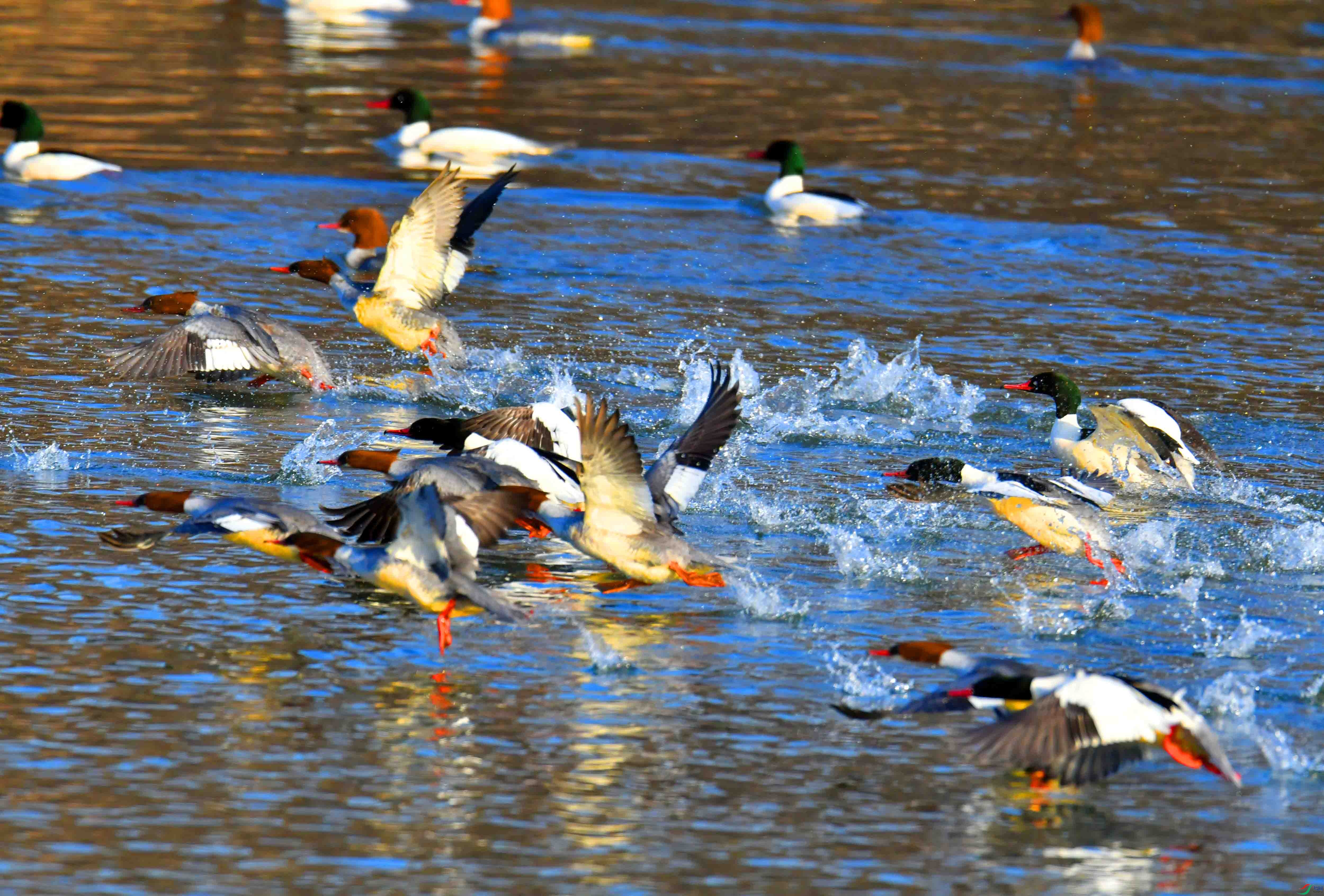DSC_2273.JPG