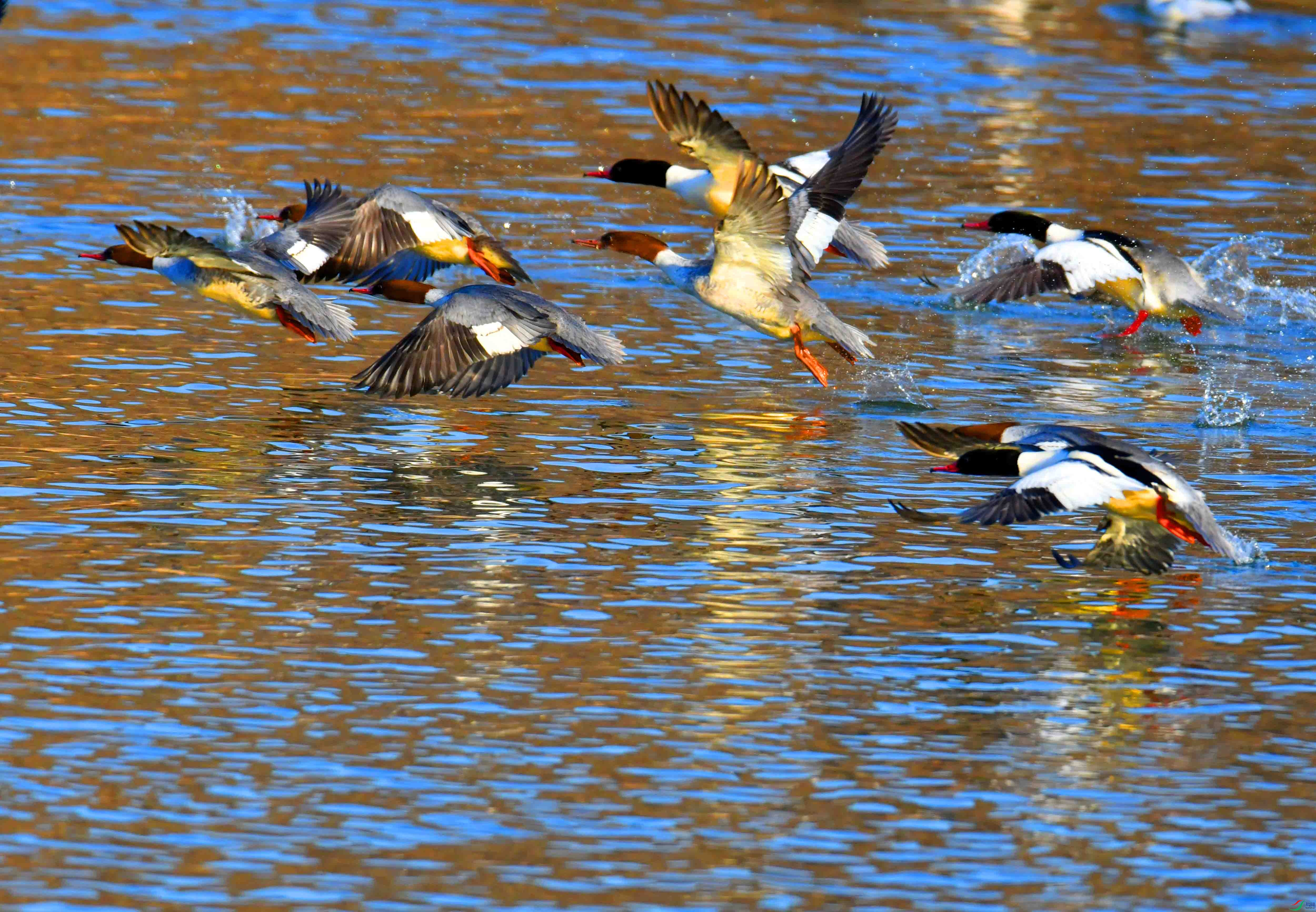 DSC_2276.JPG
