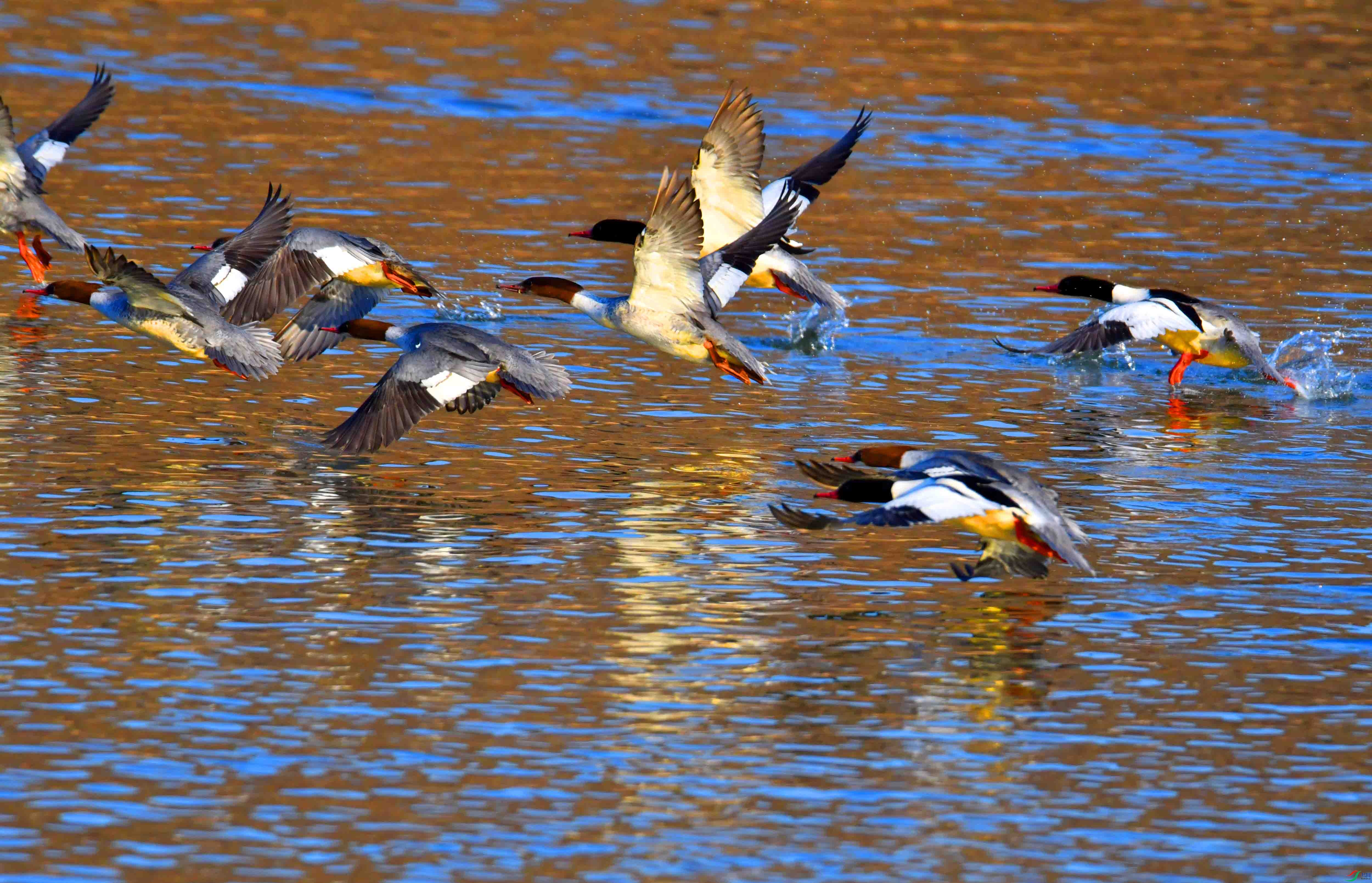DSC_2278.JPG