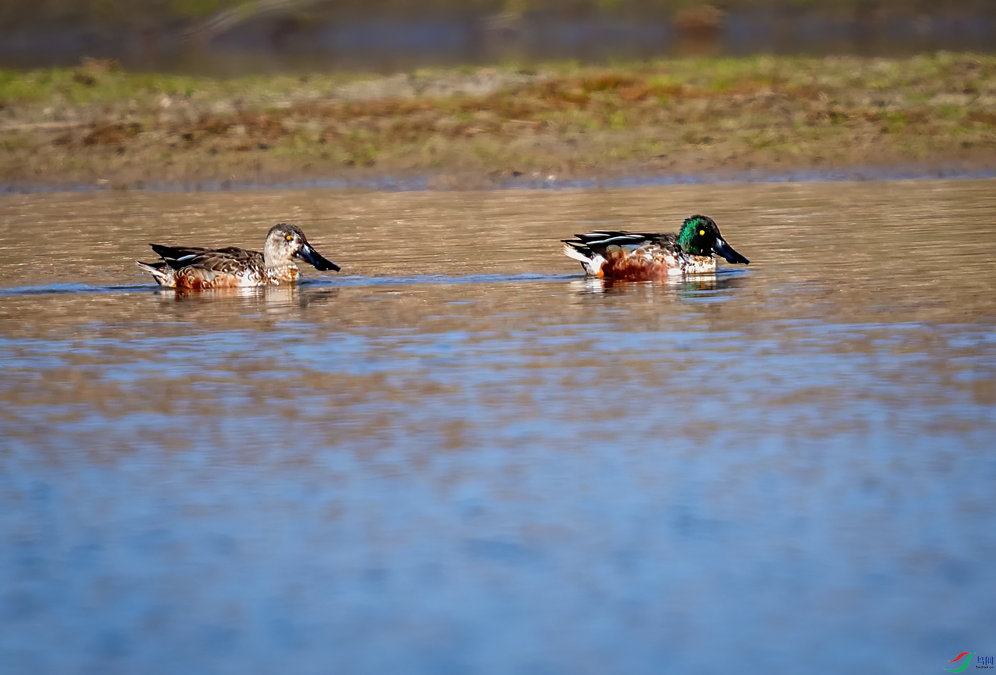 _DSC2513-1.jpg