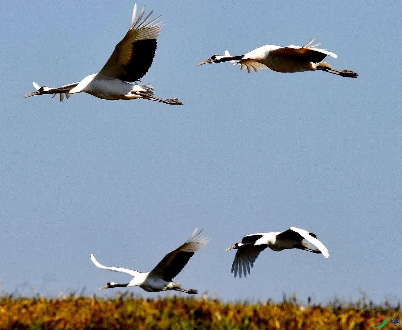 �����ķ�