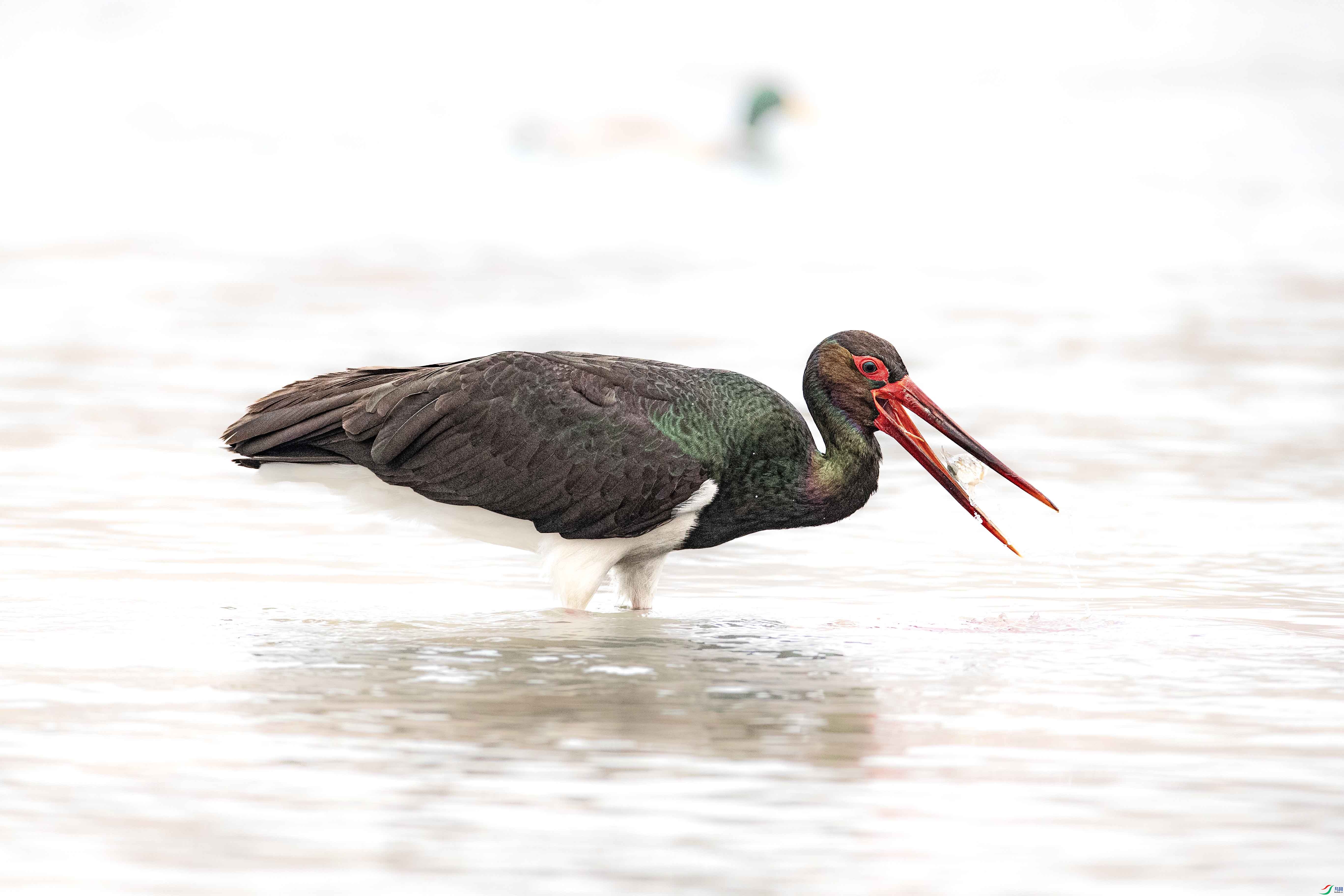 A79I4908 ����.jpg