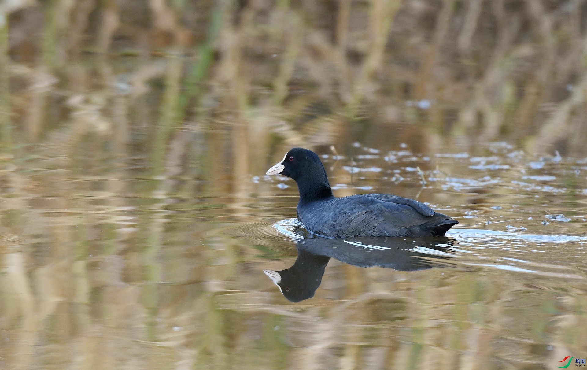 DSC_2337.jpg