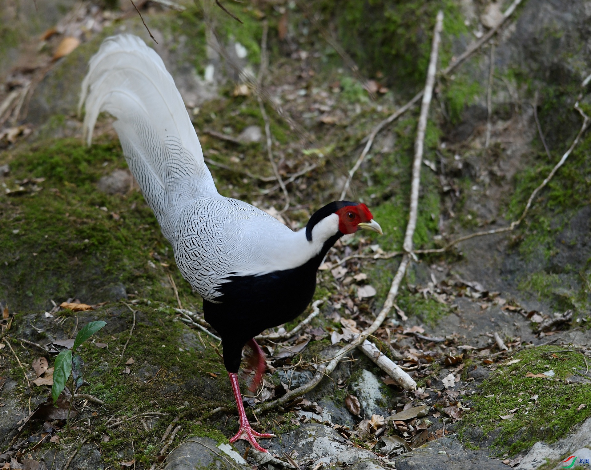 DSC_2365.jpg