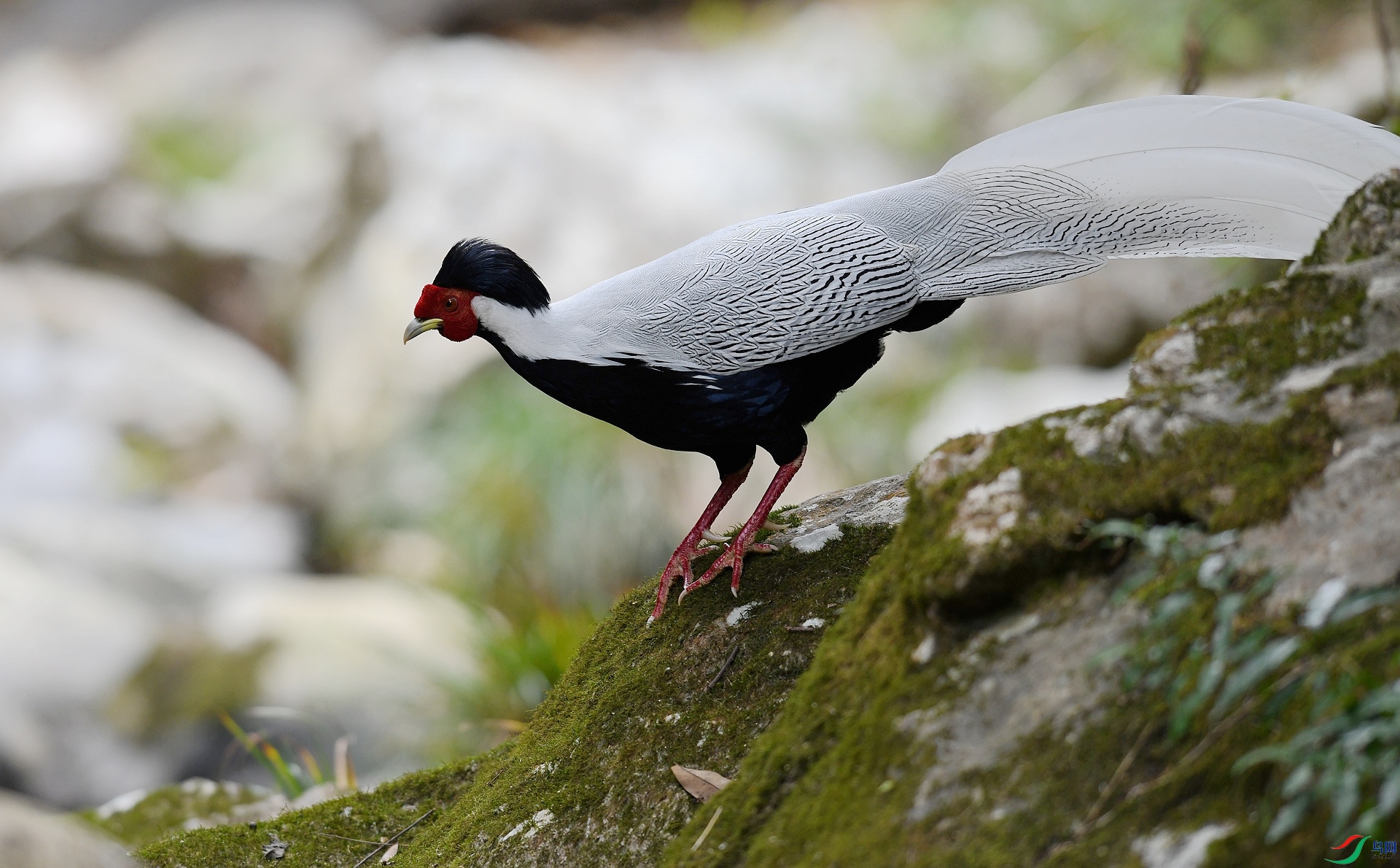 DSC_3681.jpg
