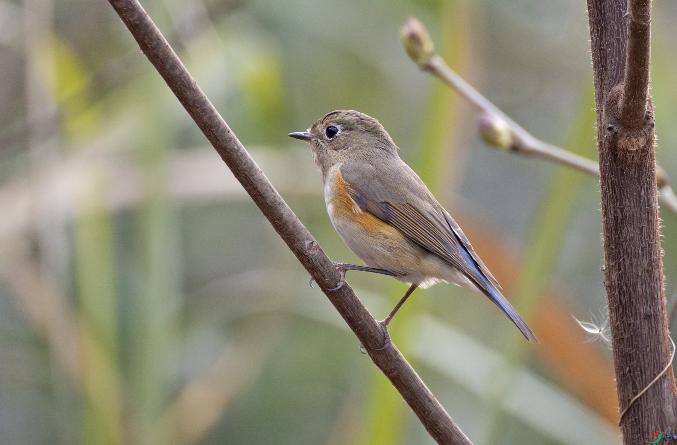 G47A0993-����ǿ-NR ����.jpg