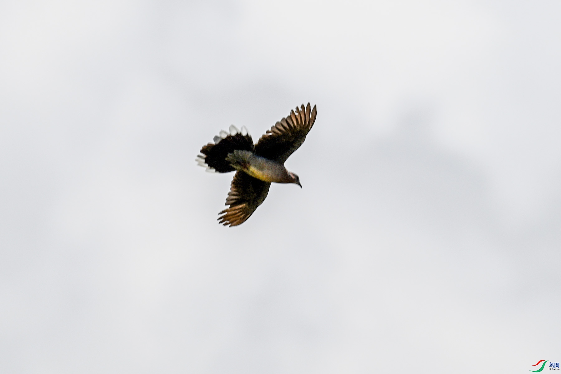 DSC_1591.JPG