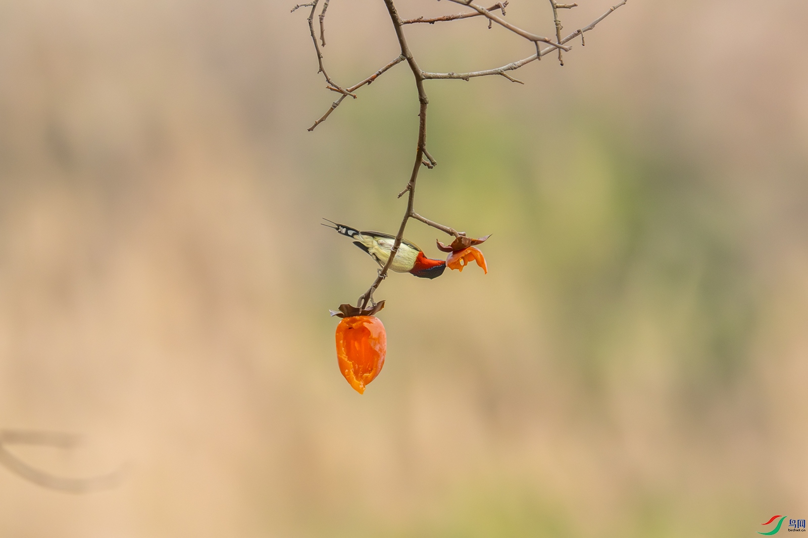 _Z9B7156.jpg