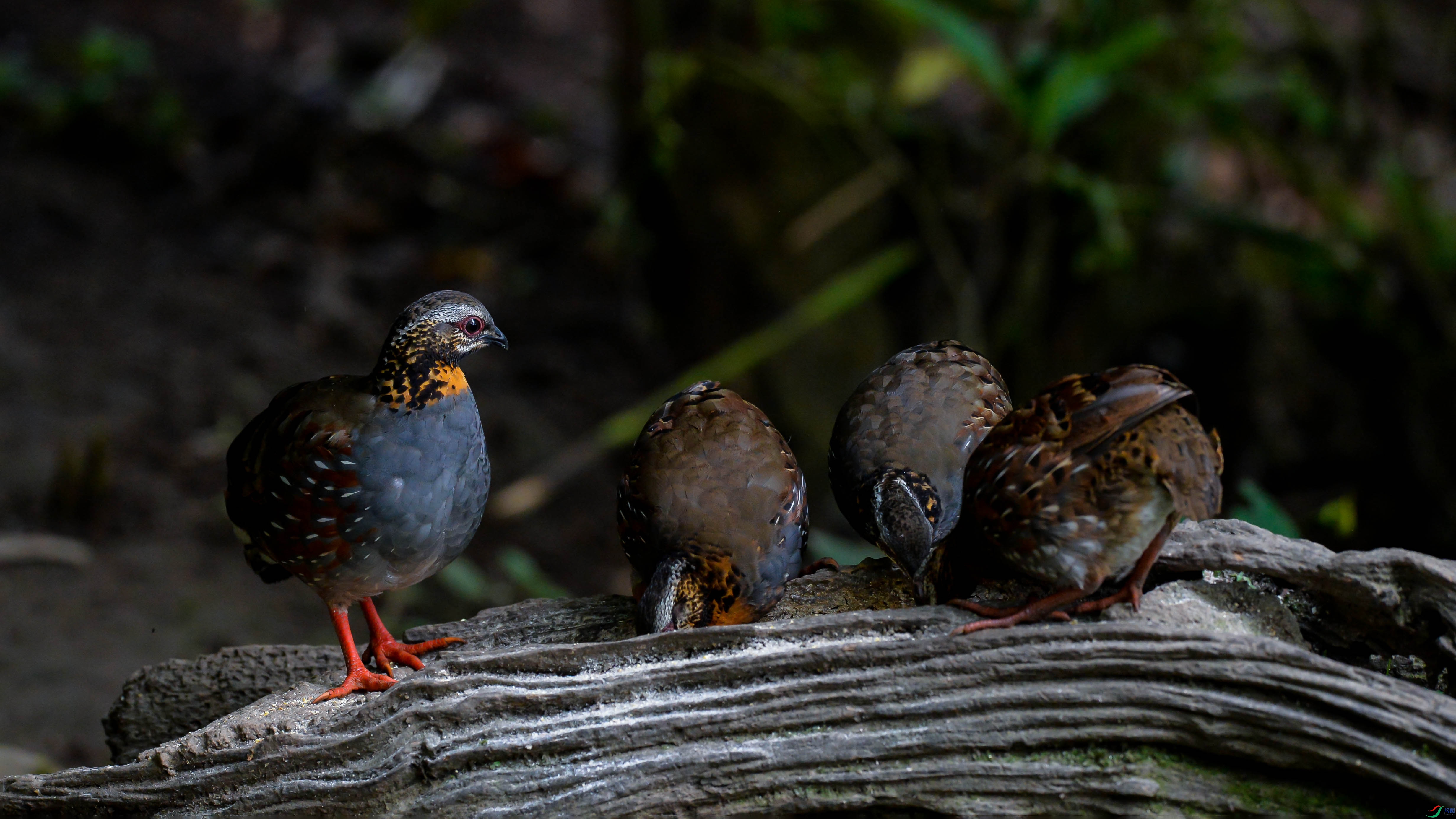 DSC_2622.jpg