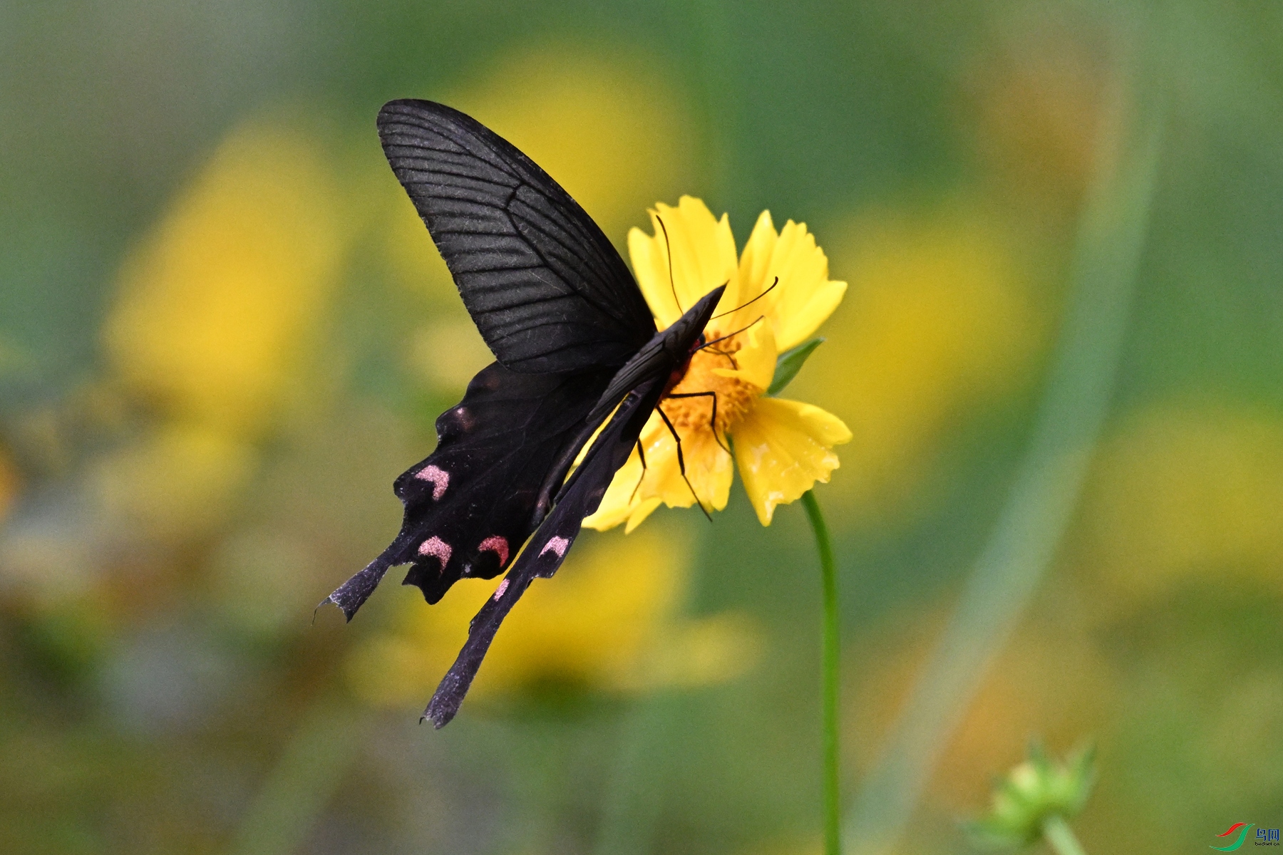 DSC_2100.JPG