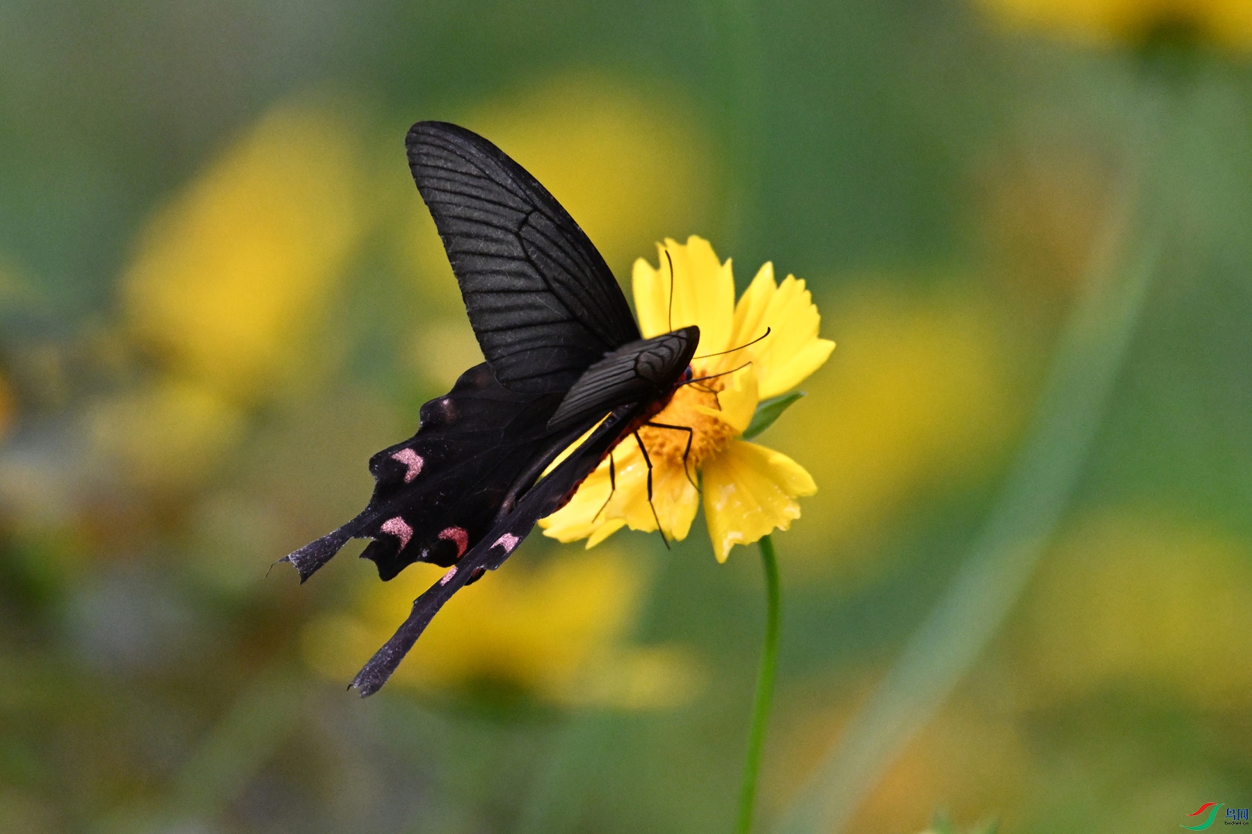 DSC_2098.JPG