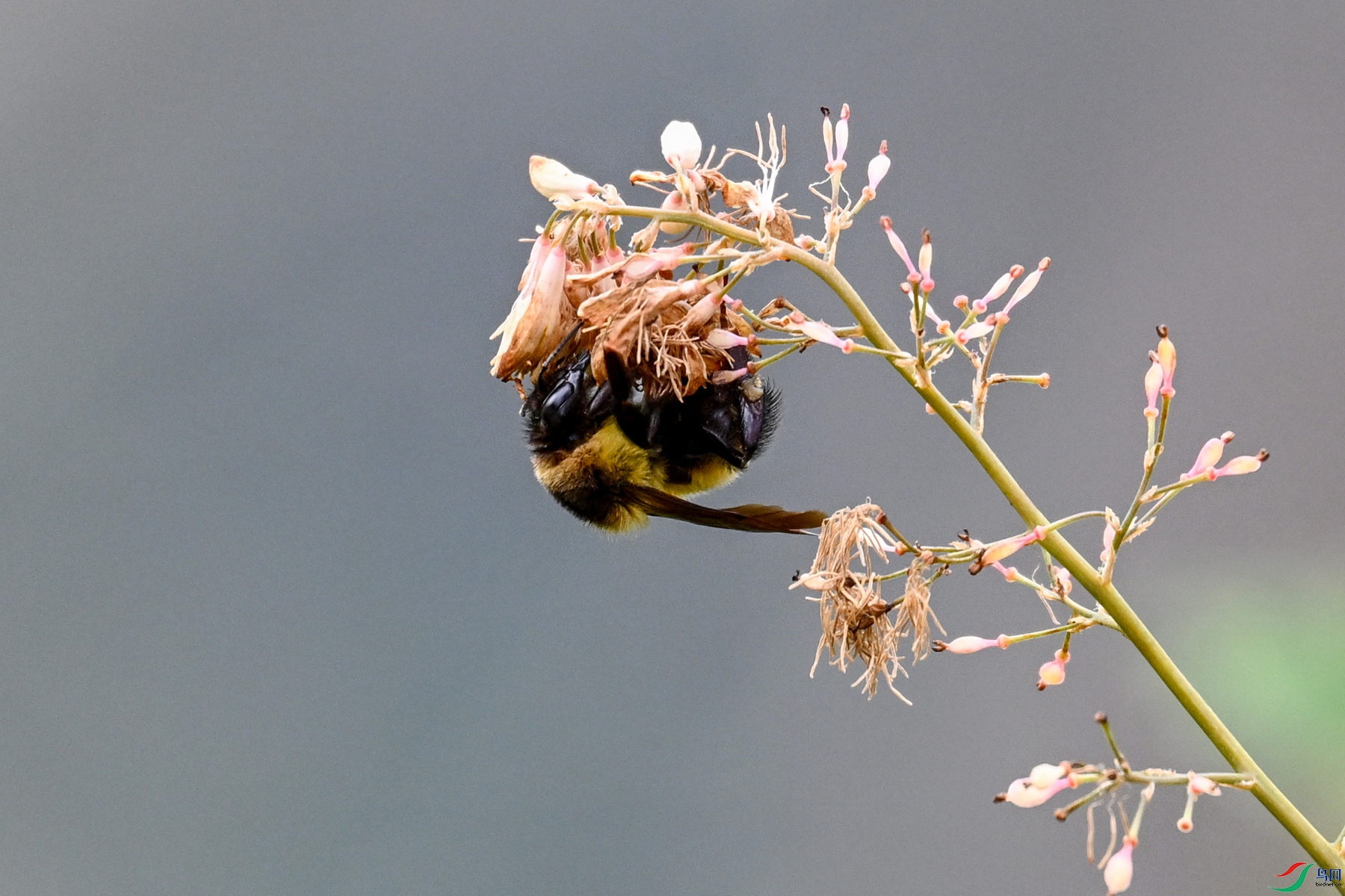 DSC_1767.JPG