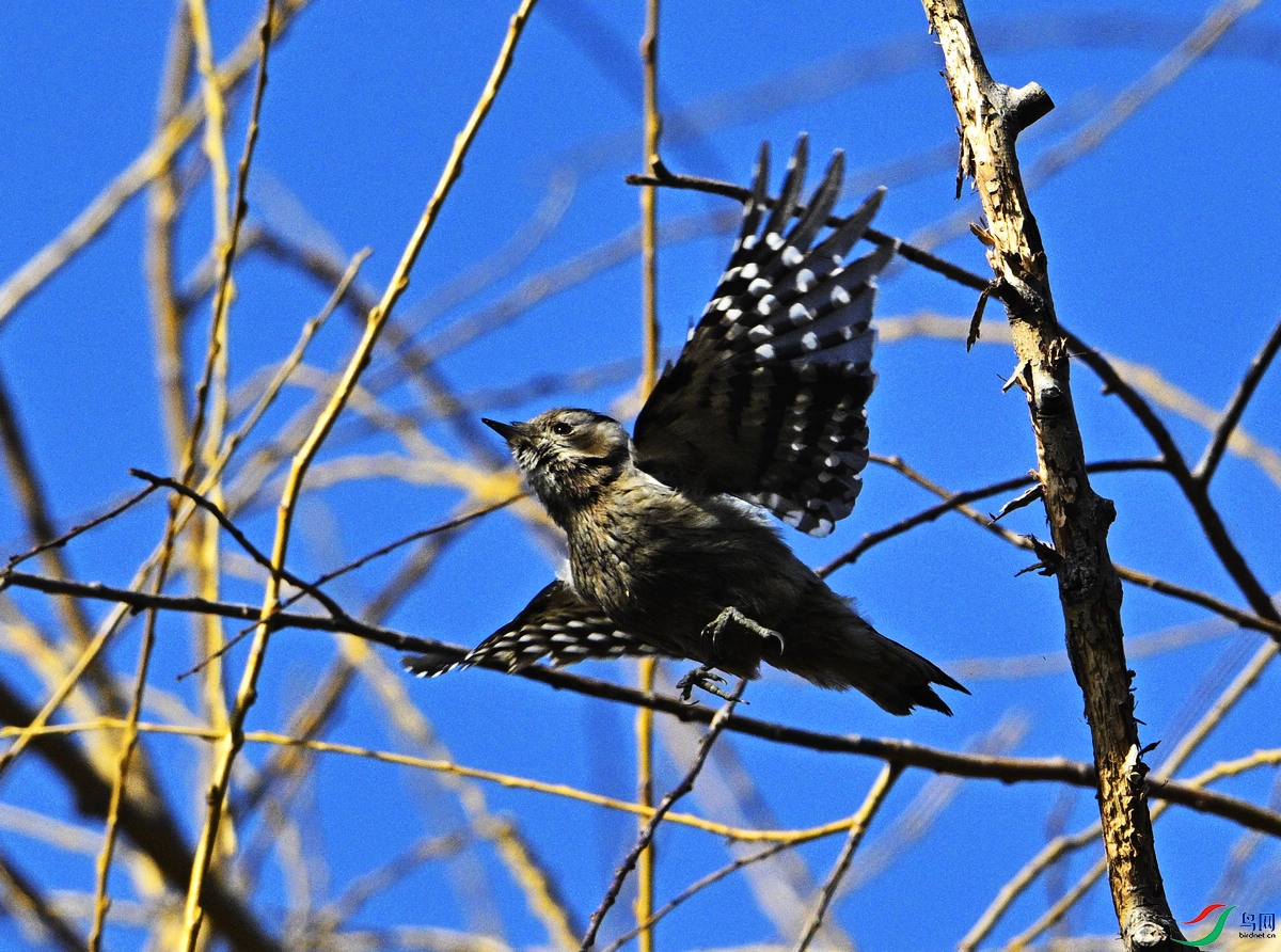 DSC_0453_��ͼ��.jpg