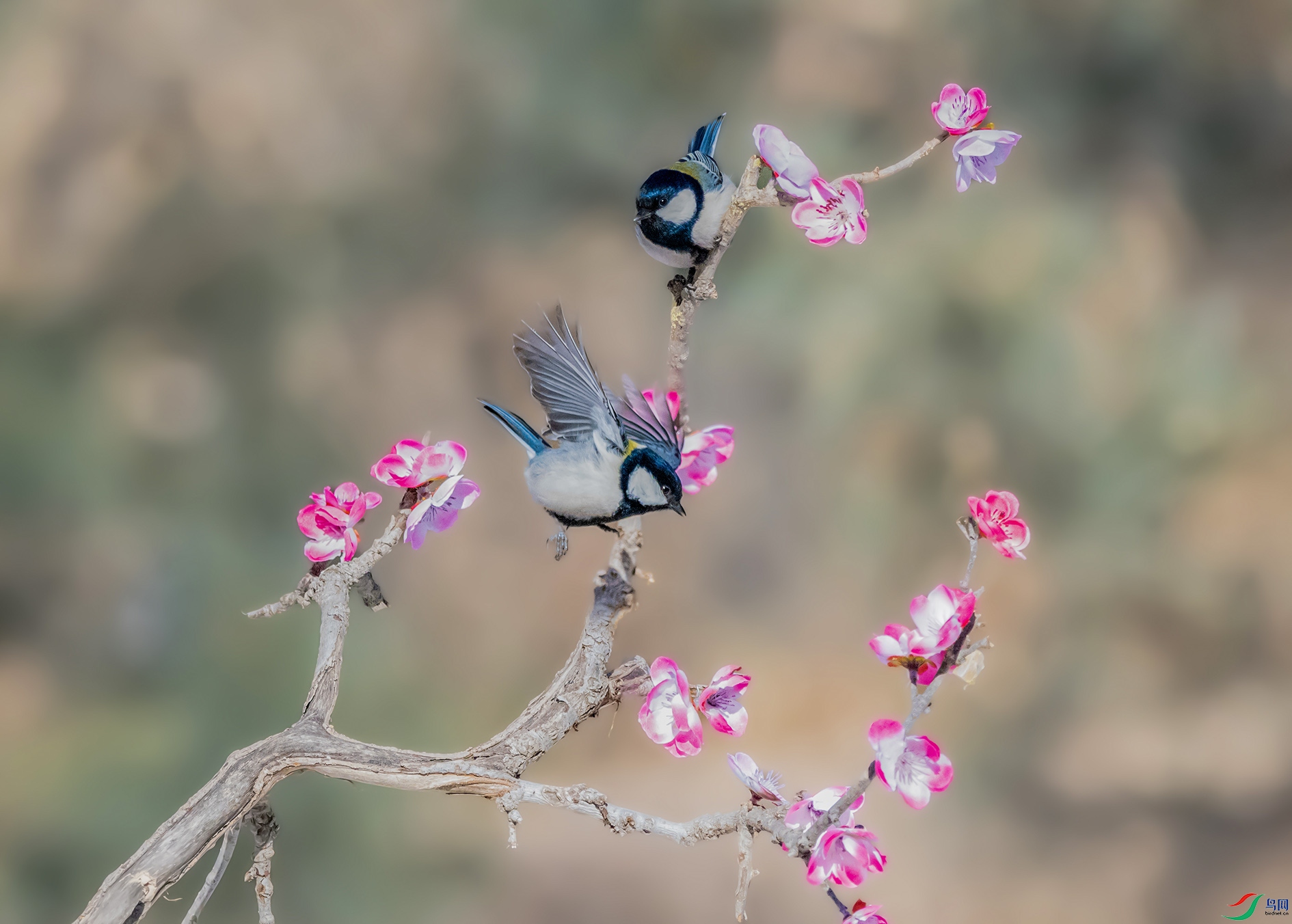 DSC_9164_��ͼ��(1) ����.jpg