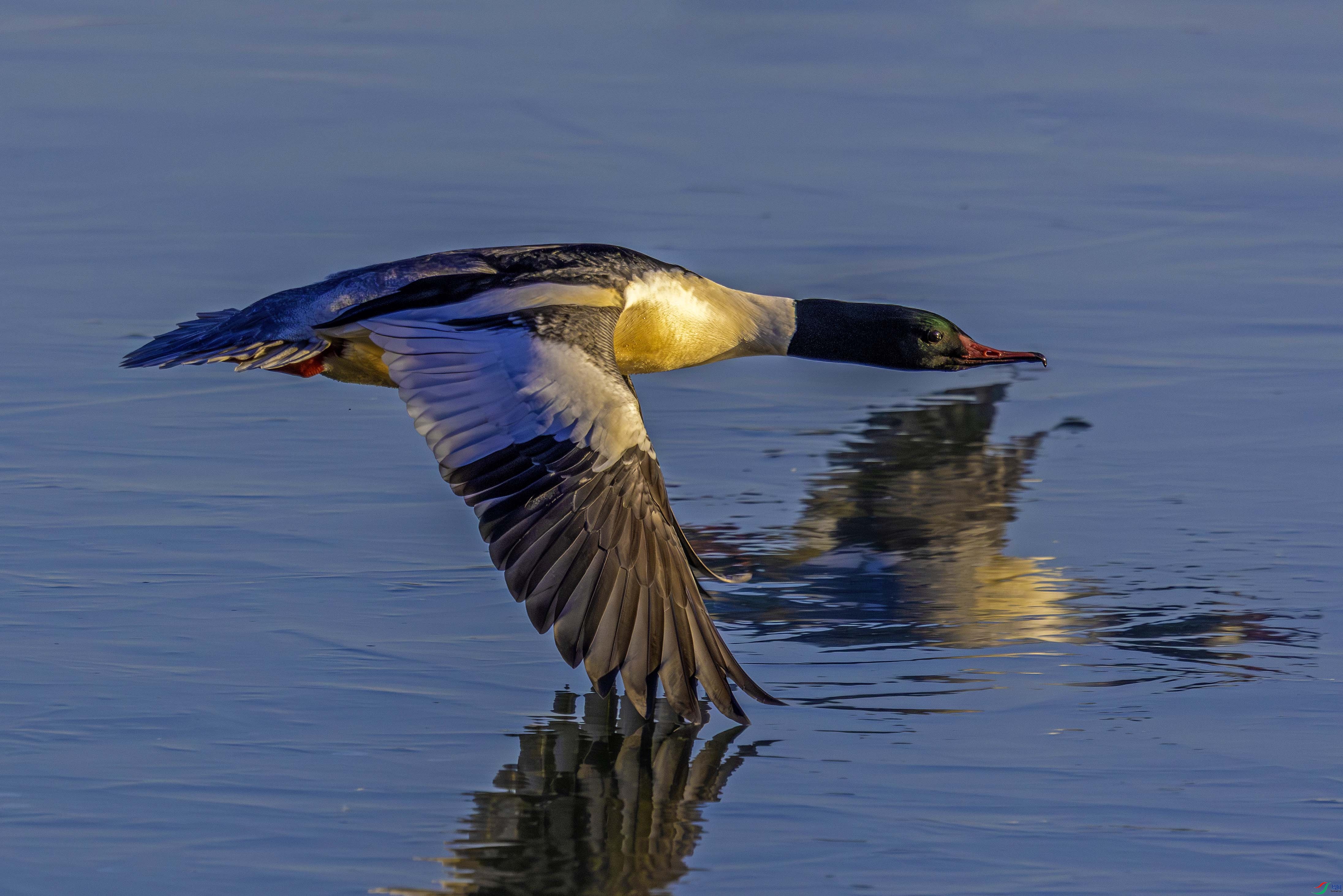 0K1A1685-1 ����.jpg