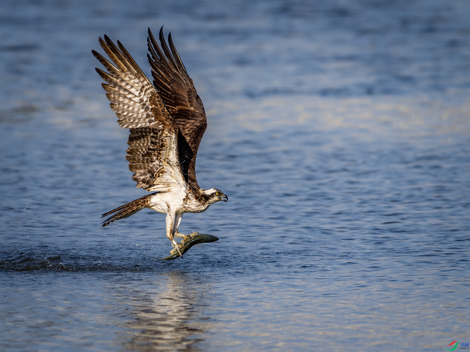 1.31��Ϫphoto��ʦ��Ʒ   ˮ��Ư ��ף���ٻ���Ӱʦ������.jpg