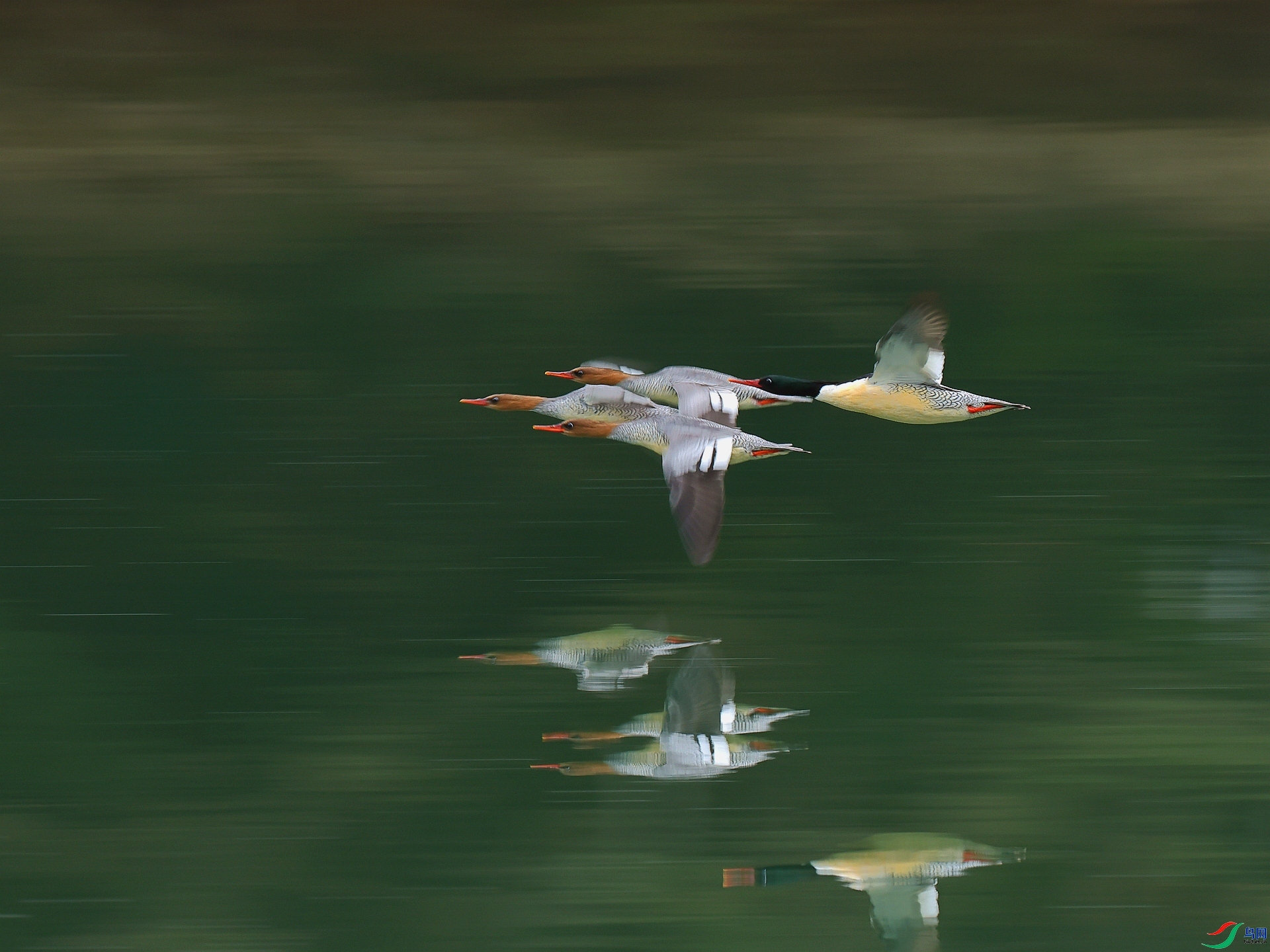 1.31��Ұ�Ÿ���ʦ��Ʒ  ��Խ ��ף���ٻ���Ӱʦ������.jpg