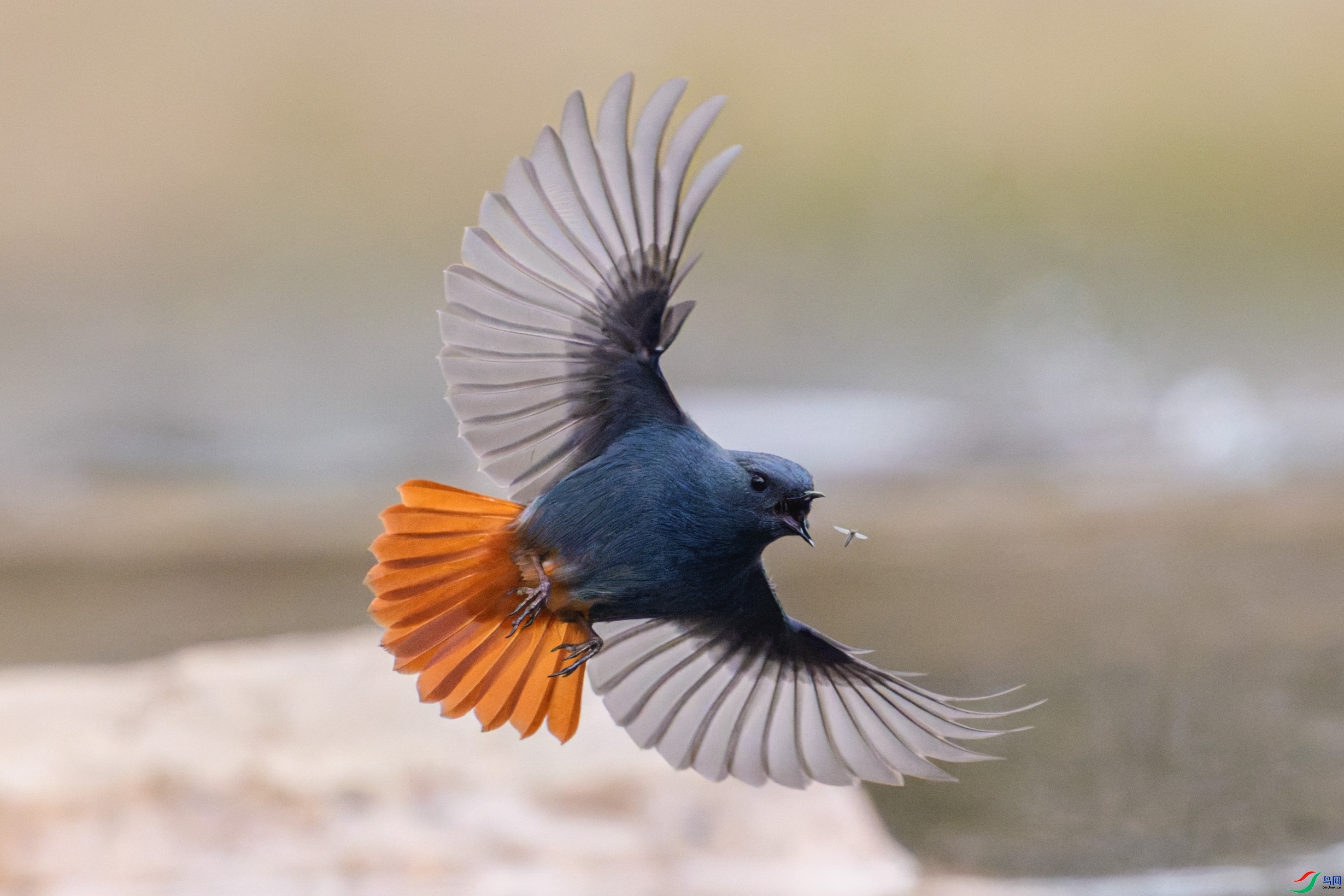 2.2Hu.Ming��ʦ��Ʒ   ץ��һ����βˮ𶲶ʳ��˲�� ��ף���ٻ��Ա������.jpg