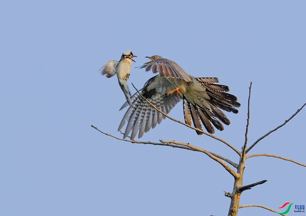 2.2��������ʦ��Ʒ   ��ս ��ף���ٻ��Ա������.jpg