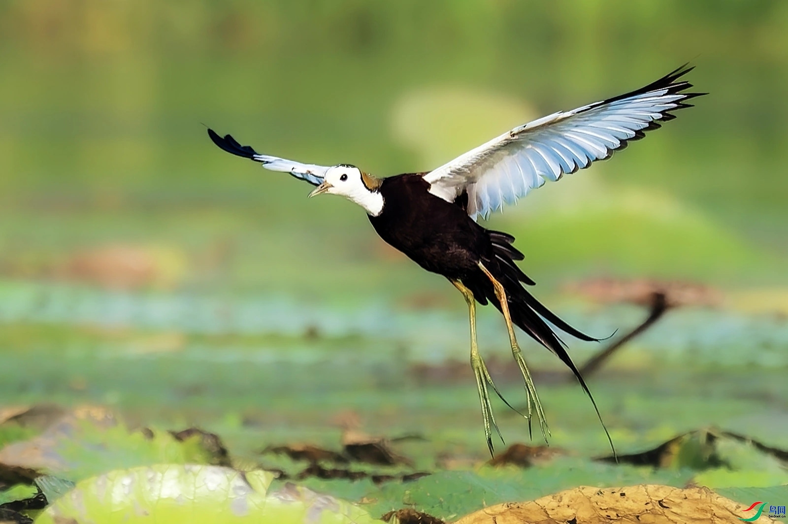 2.3_3795��ʦ��Ʒ   �貨���� ��ף���ٻ��Ա������.jpg