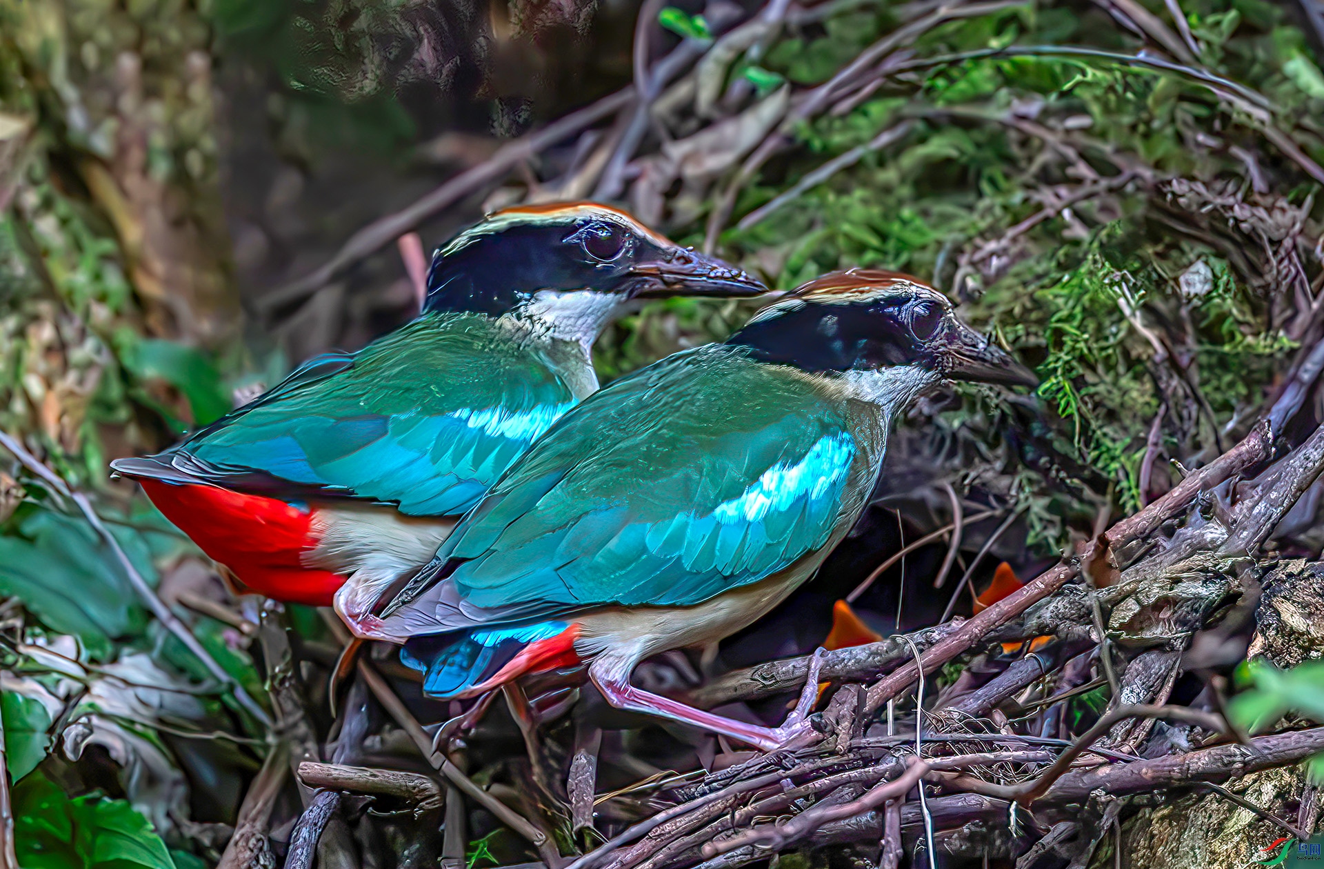 AS7I1157------33  .jpg