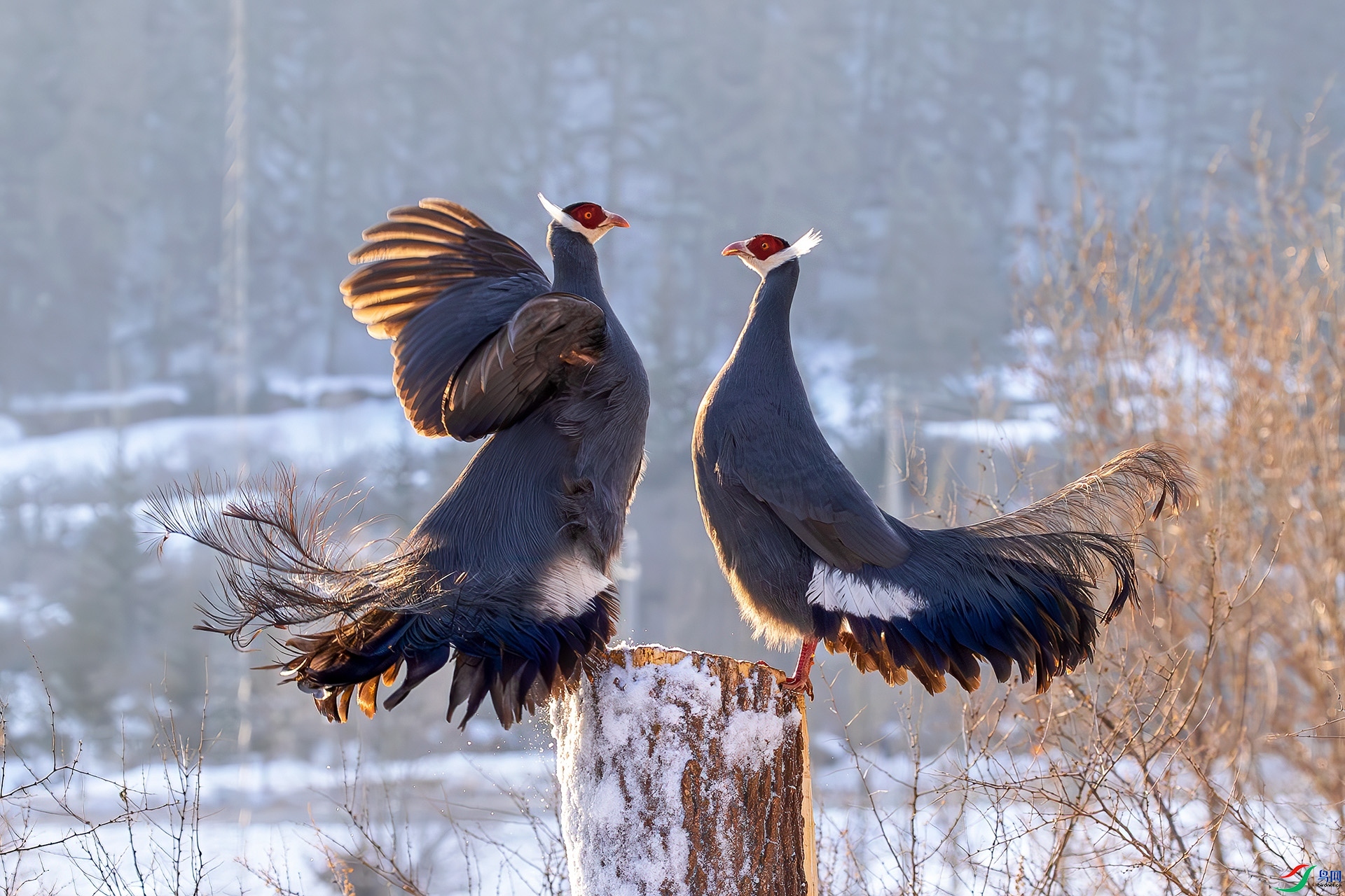 2.4 �ɵ���ʦ��Ʒ  ����  �ٻ�2026��2��4����Ӱʦ��ҳ����.jpg