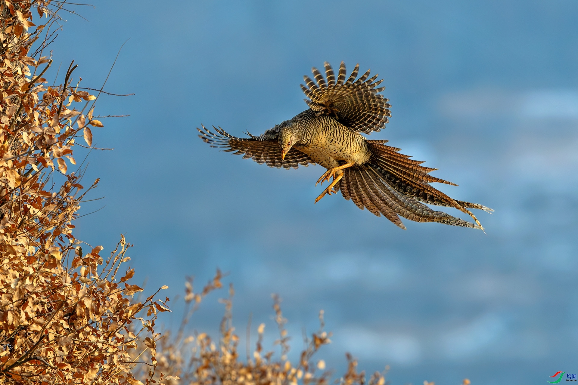 2.3 �ɵ���ʦ��Ʒ  �츹����  �ٻ�2026��2��3����Ӱʦ��ҳ����.jpg