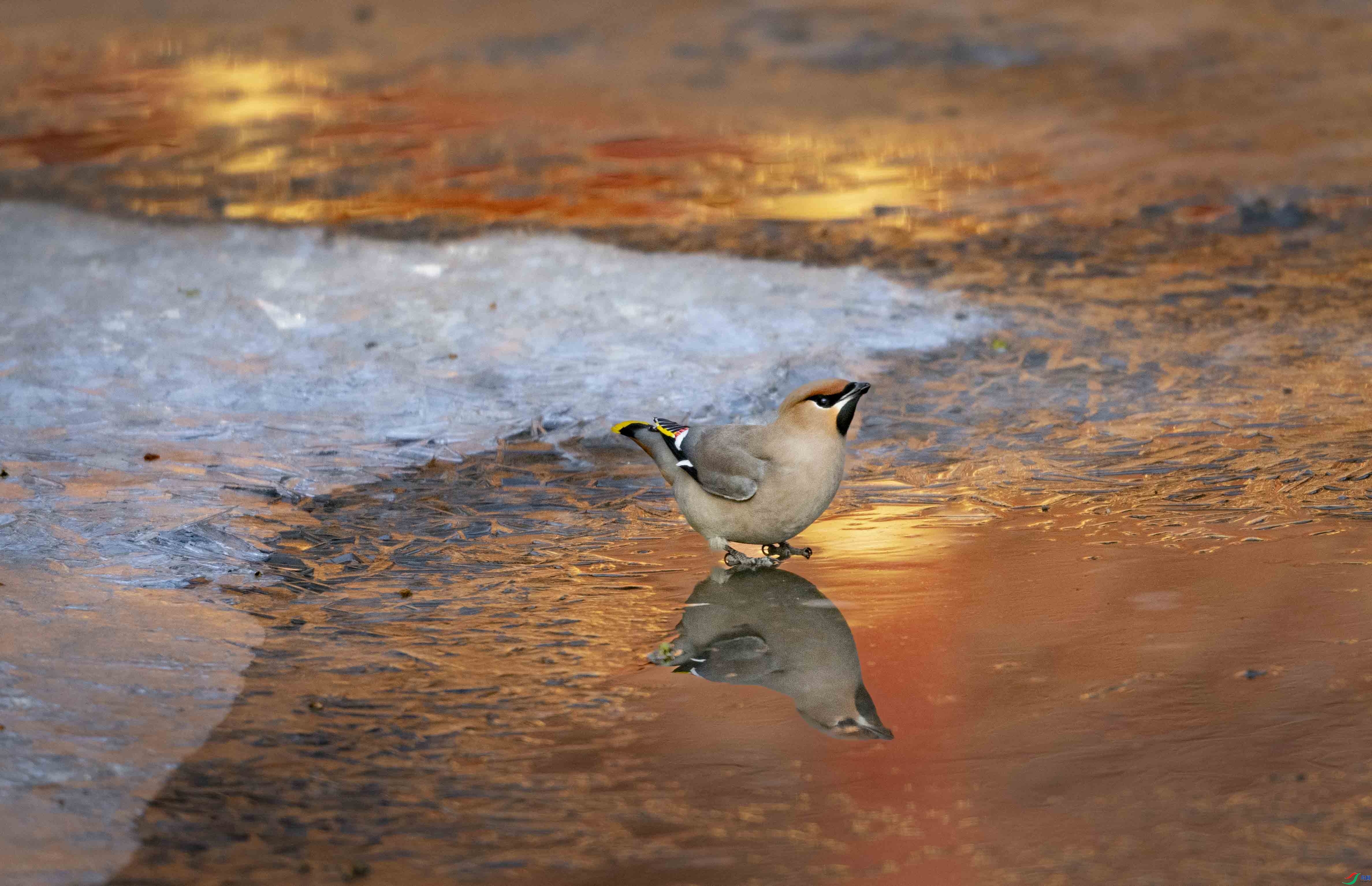 2.4 ������ʦ��Ʒ  ����̫ƽ  �ٻ�2026��2��4�ջ�Ա��ҳ����.jpg