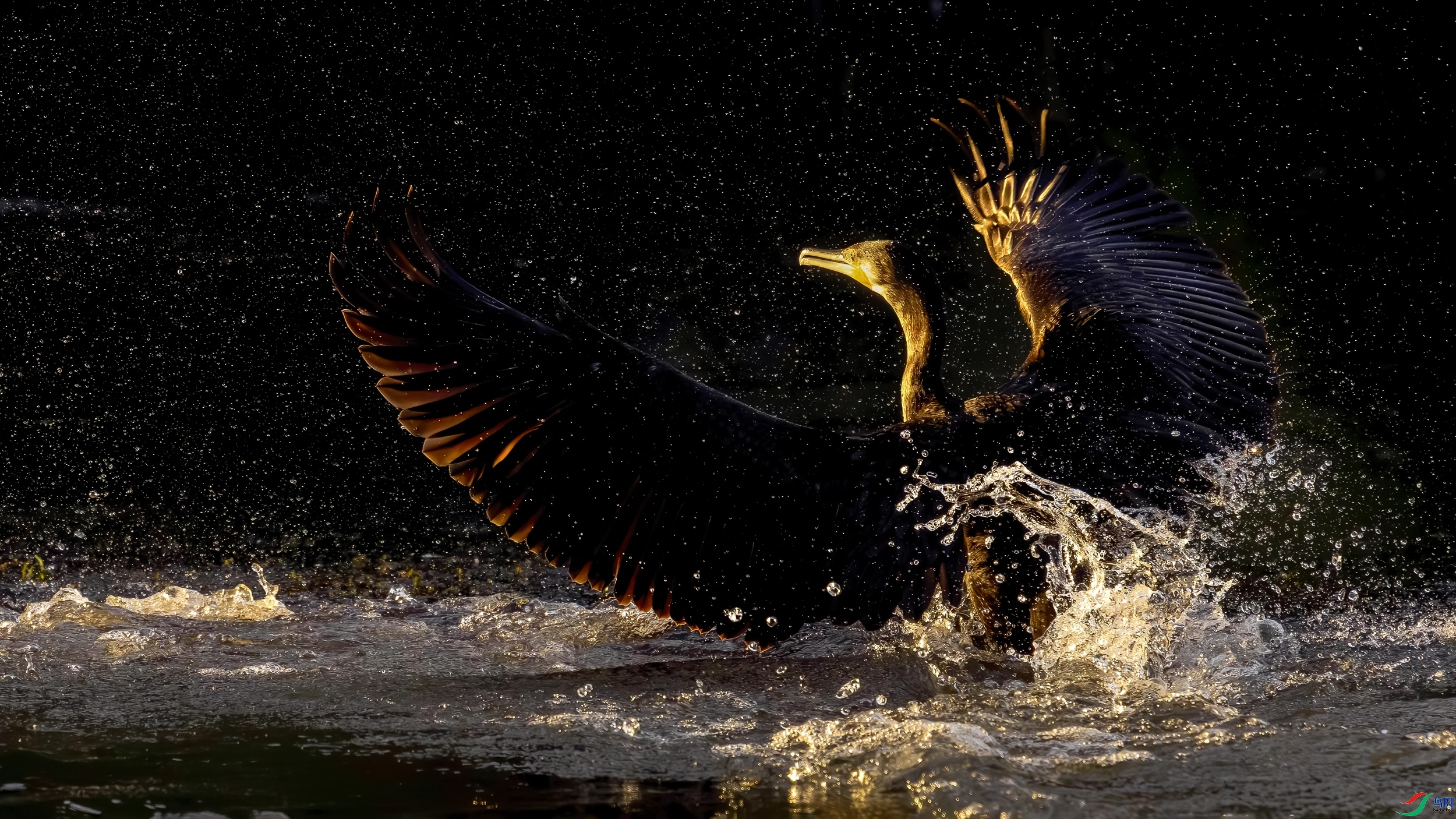 2.5 ����˶����ʦ��Ʒ  չ��  �ٻ�2026��2��5�ջ�Ա��ҳ����.jpg