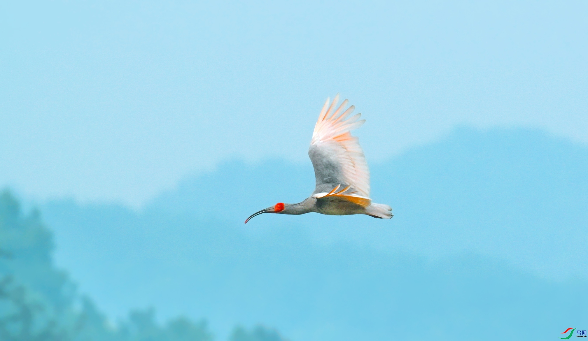 2.5 ӯӯ��ʦ��Ʒ  ��ɽ��Ӱ �ٻ�2026��2��5�ջ�Ա��ҳ����.jpg