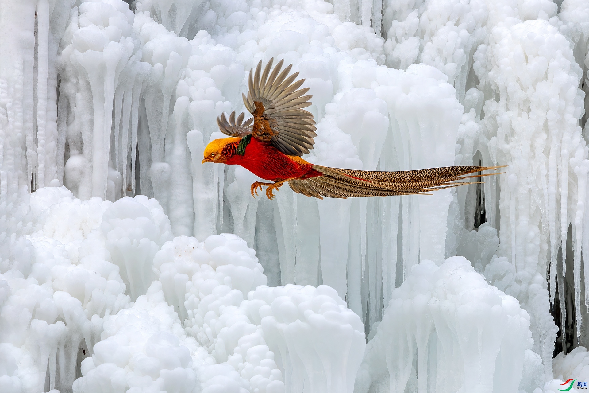 2.6 �ɵ���ʦ��Ʒ  ǧ���ѩһĨ��   �ٻ�2026��2��6����Ӱʦ��ҳ����.jpg