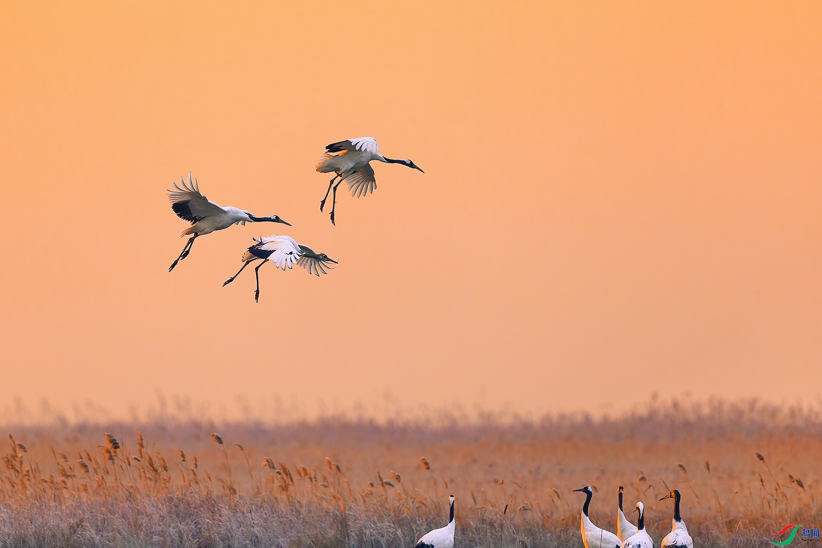 2.7 robinll��ʦ��Ʒ  ����ӳ����  �ٻ�2026��2��7�ջ�Ա��ҳ����.jpg