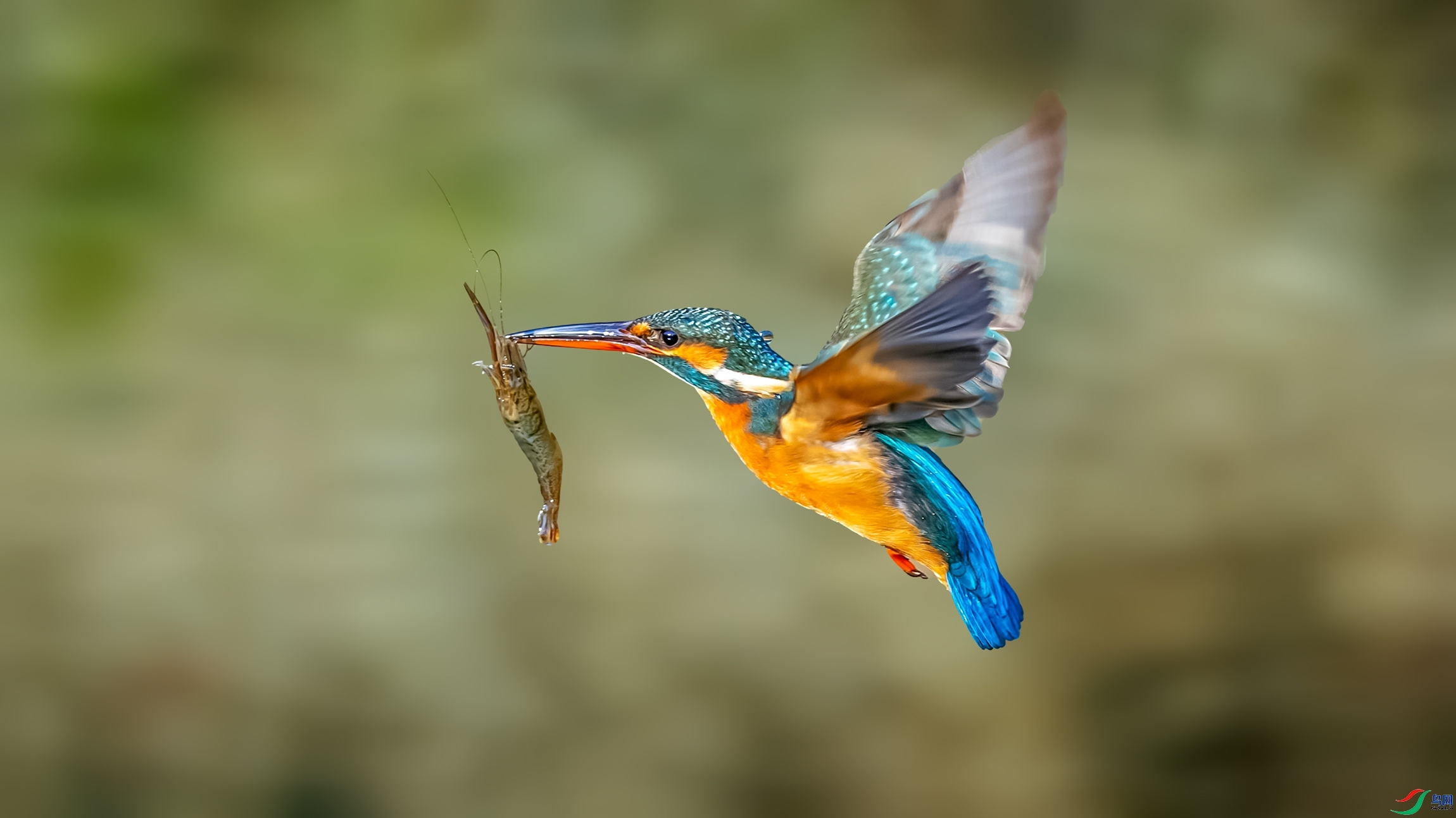 2.8 ������ʦ��Ʒ  ��һ�η�Ƭ  �ٻ�2026��2��8�ջ�Ա��ҳ����.jpg