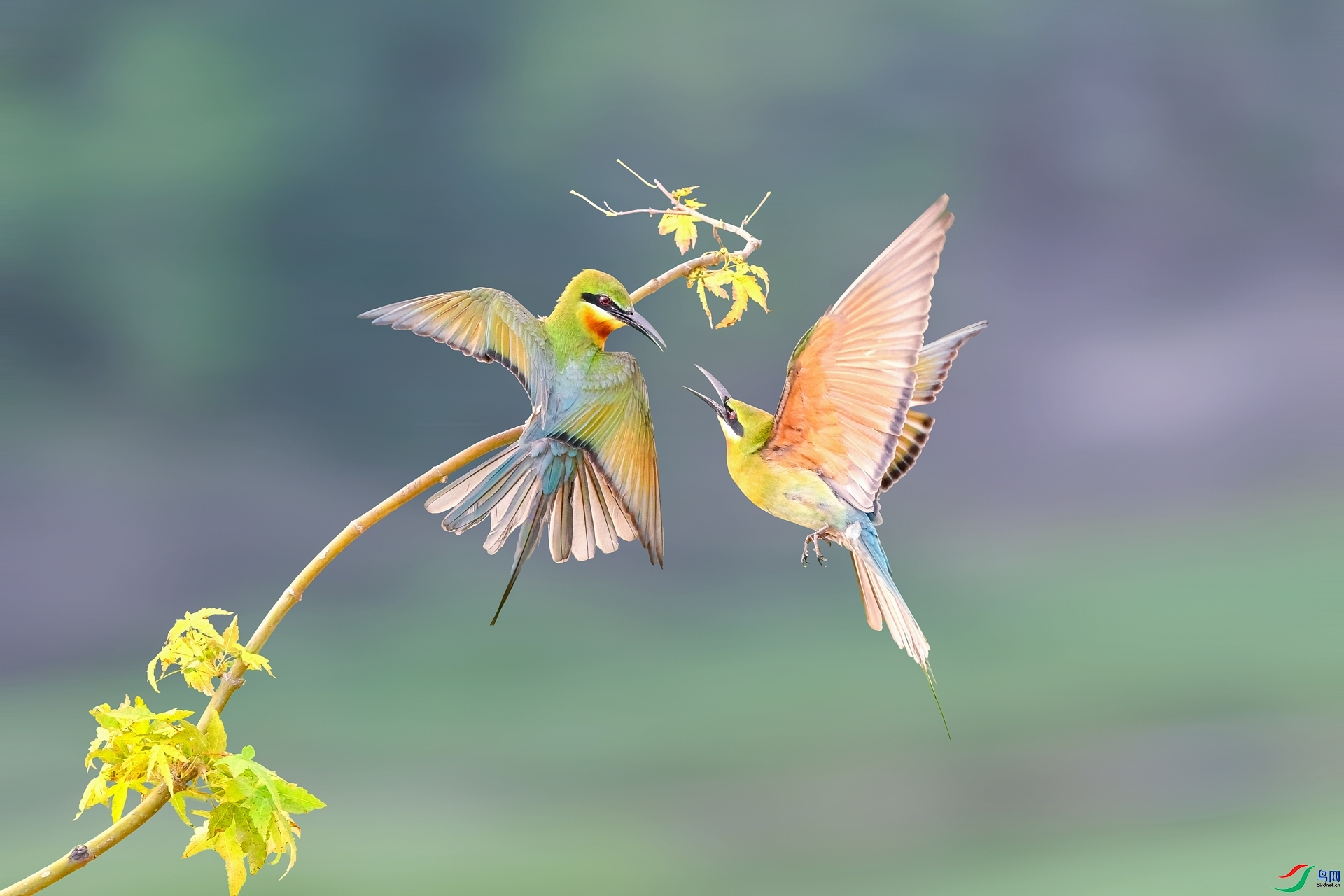 2.8 ��ƽ@��ʦ��Ʒ  ����  �ٻ�2026��2��8�հ�����ҳ����.jpg