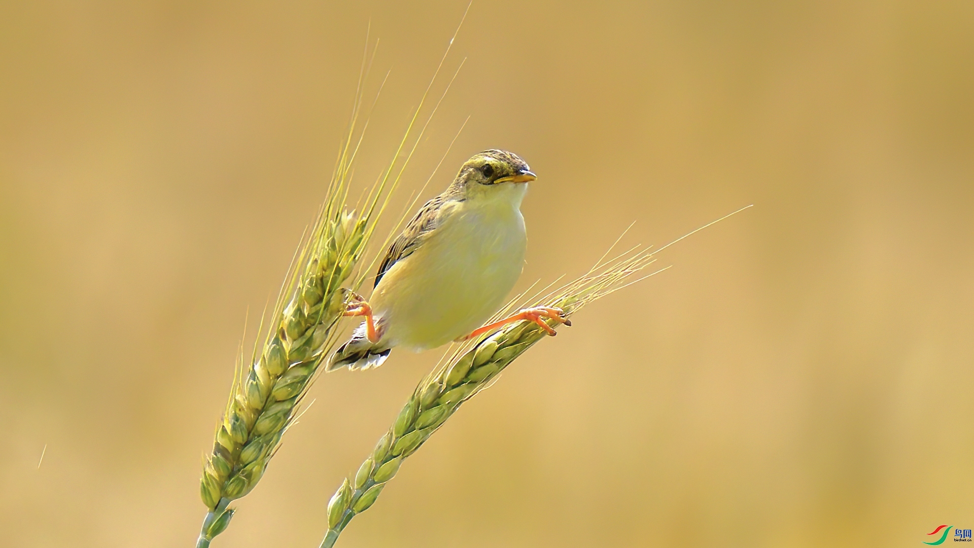 2.7 С�ﳤ������ʦ��Ʒ  �����ϵľ���  �ٻ�2026��2��7�ջ�Ա��ҳ����.jpg