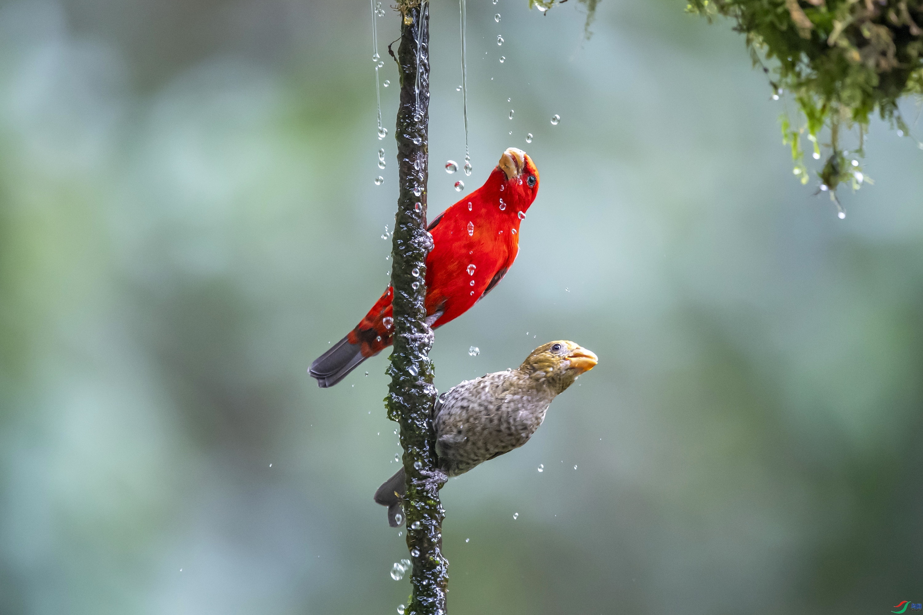 2.3  ����1183��ʦ��Ʒ  ϴ�� ��ˮ  �ٻ�2026��2��3��ÿ�ռ���.jpg