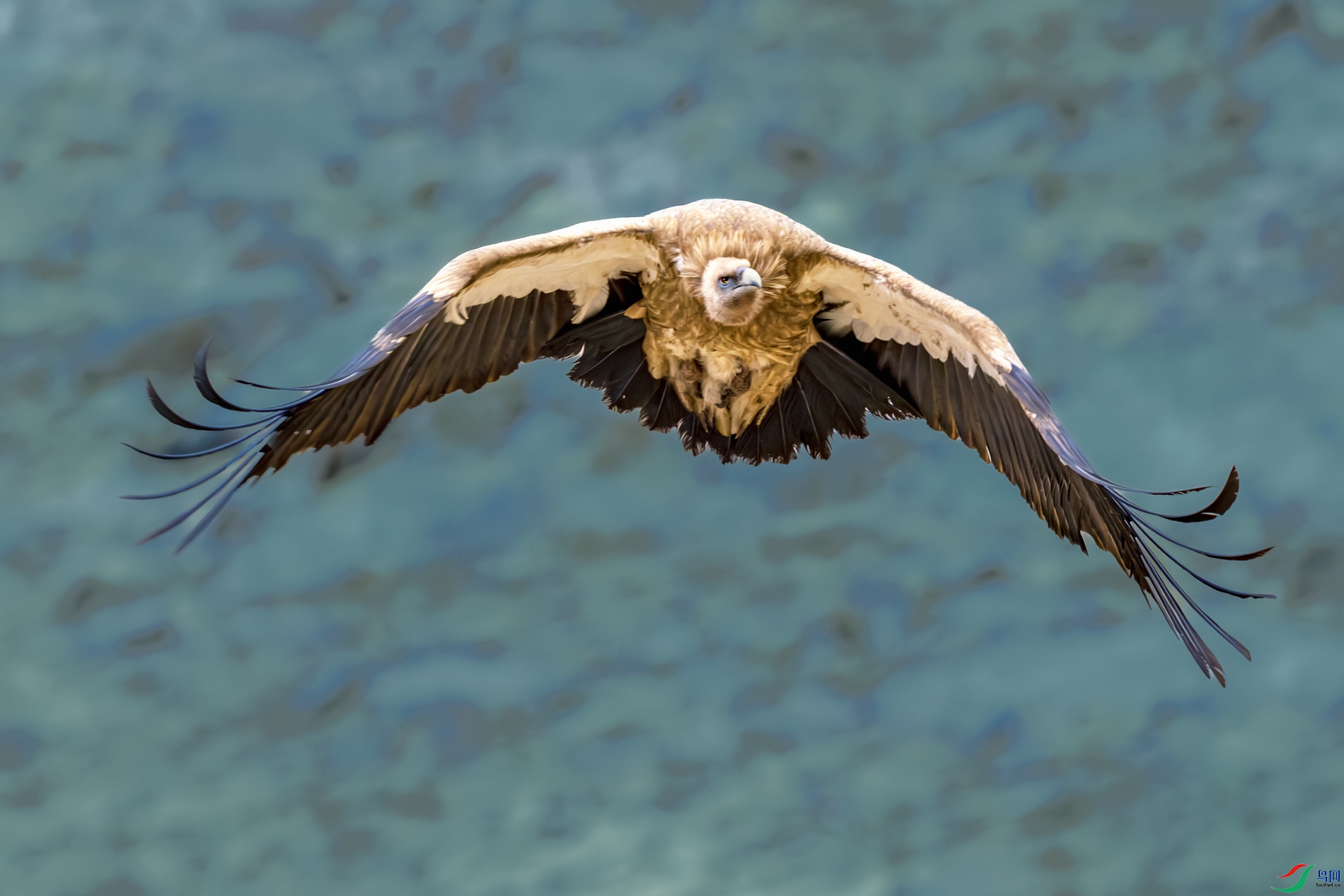 ��ԭأ��----�ͱڸ�����ǧ��