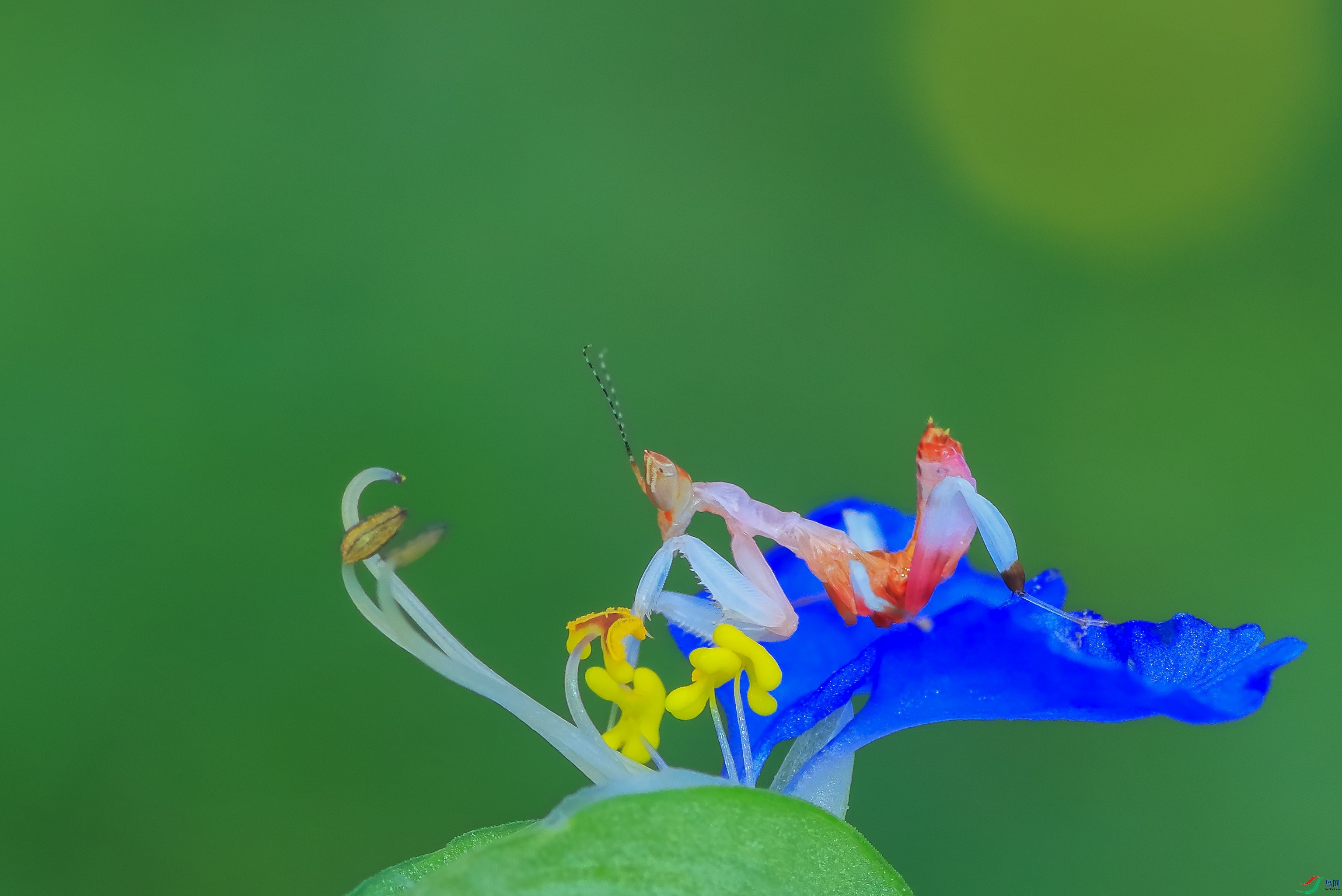 7T8A0371 ����.jpg