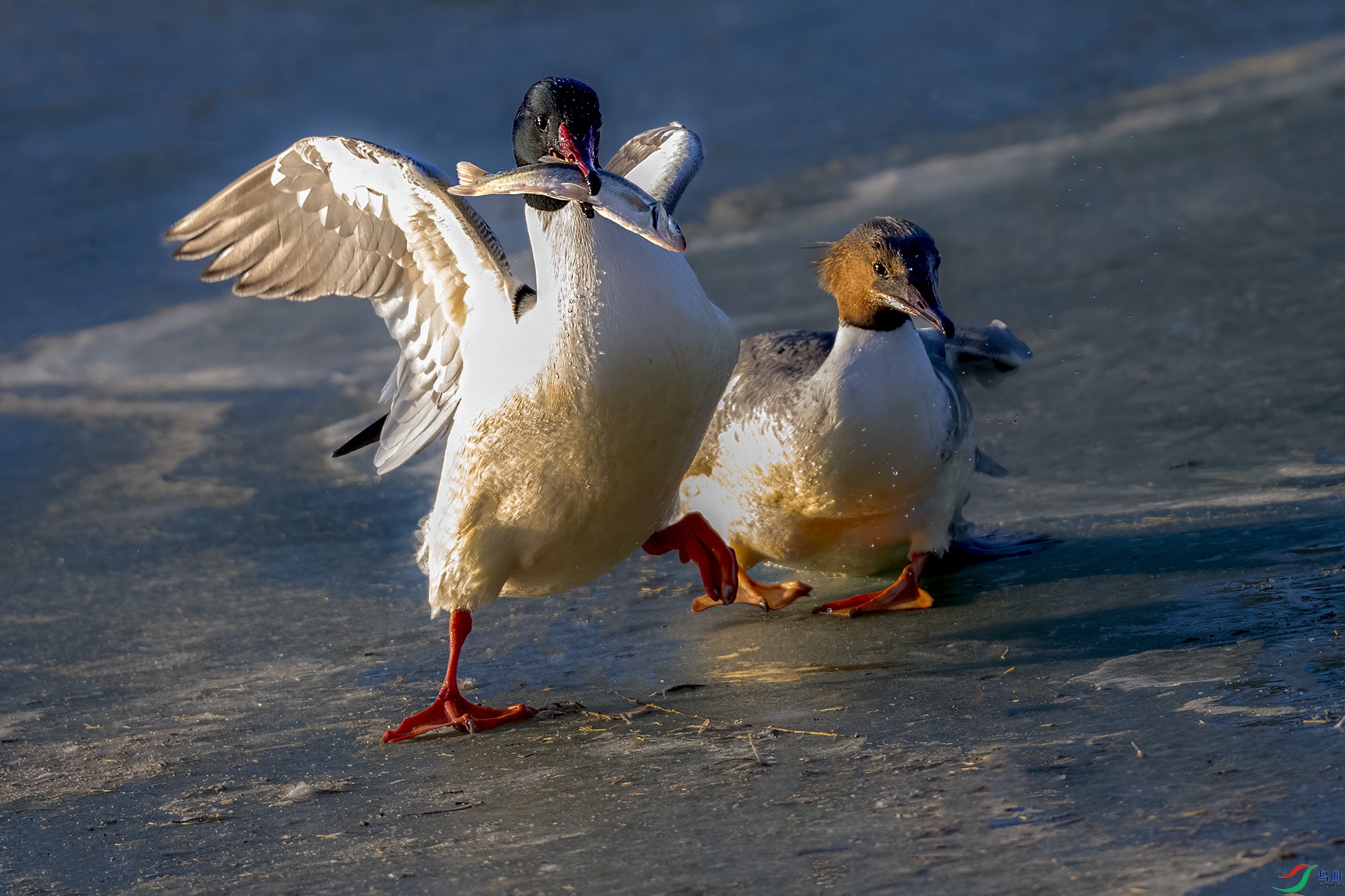 DSC_4106-.jpg