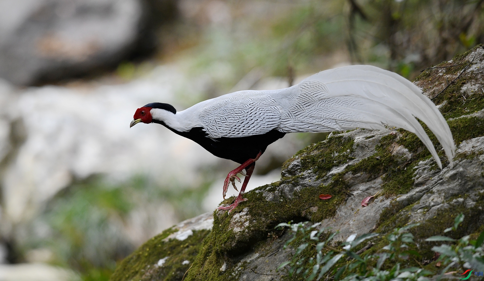 DSC_2733.jpg