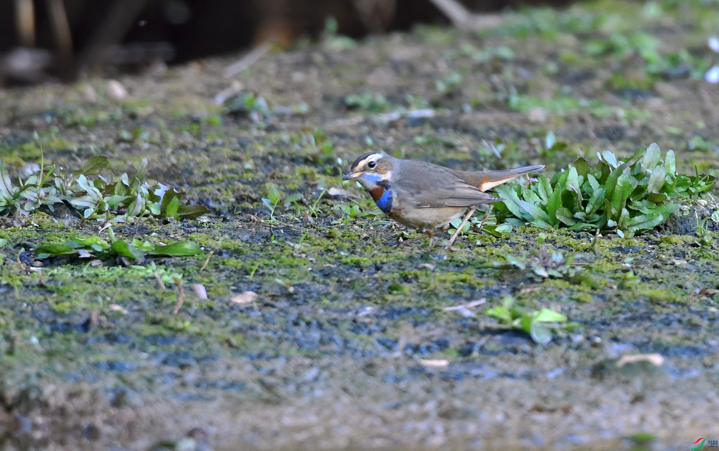 DSC_4414.jpg