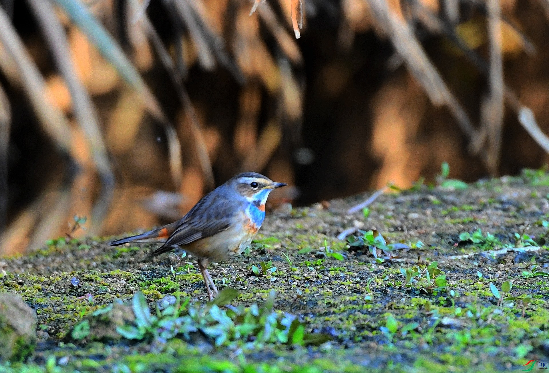DSC_4375.jpg