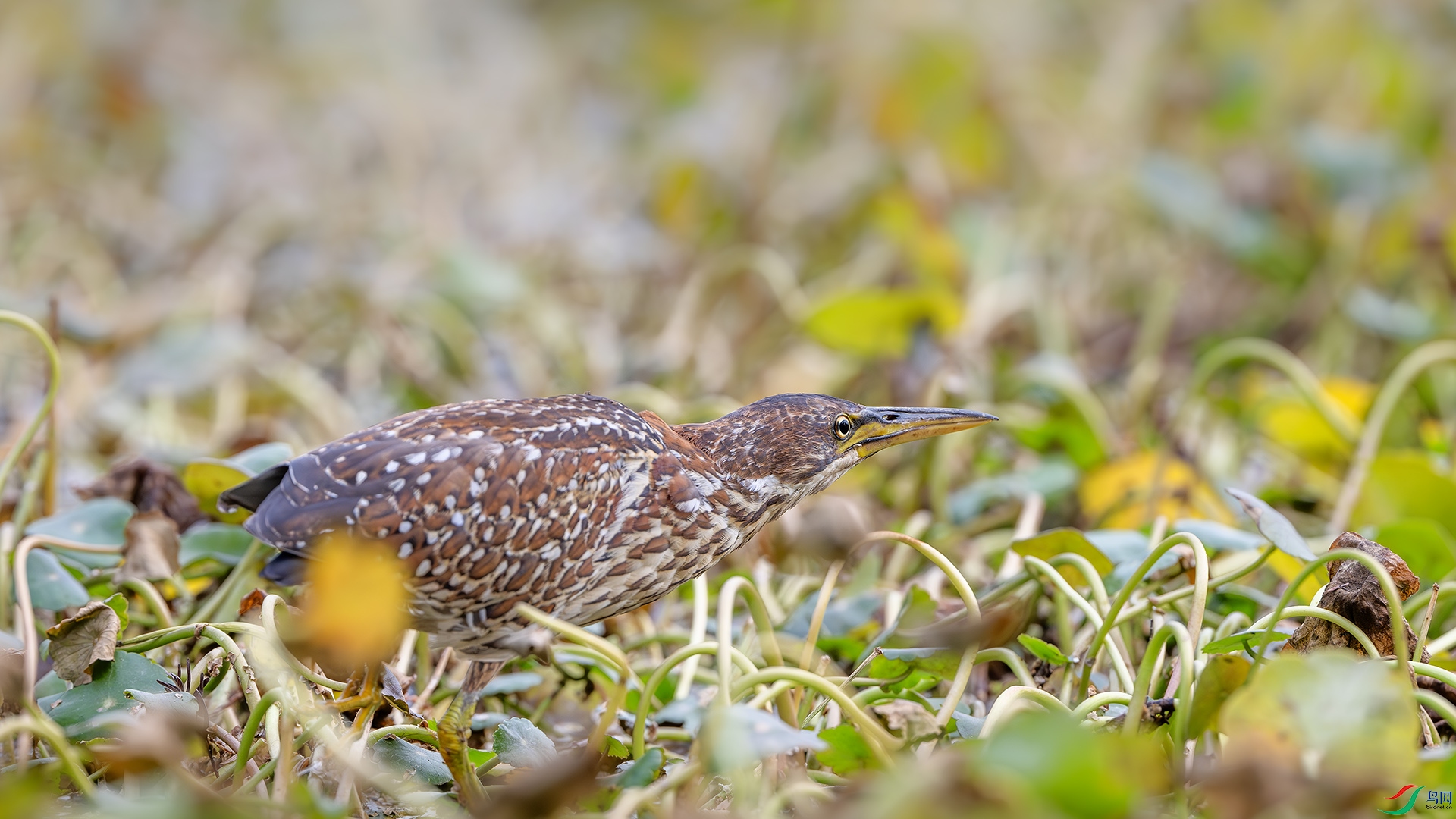 DSC_4839-����ǿ-NR ����.jpg