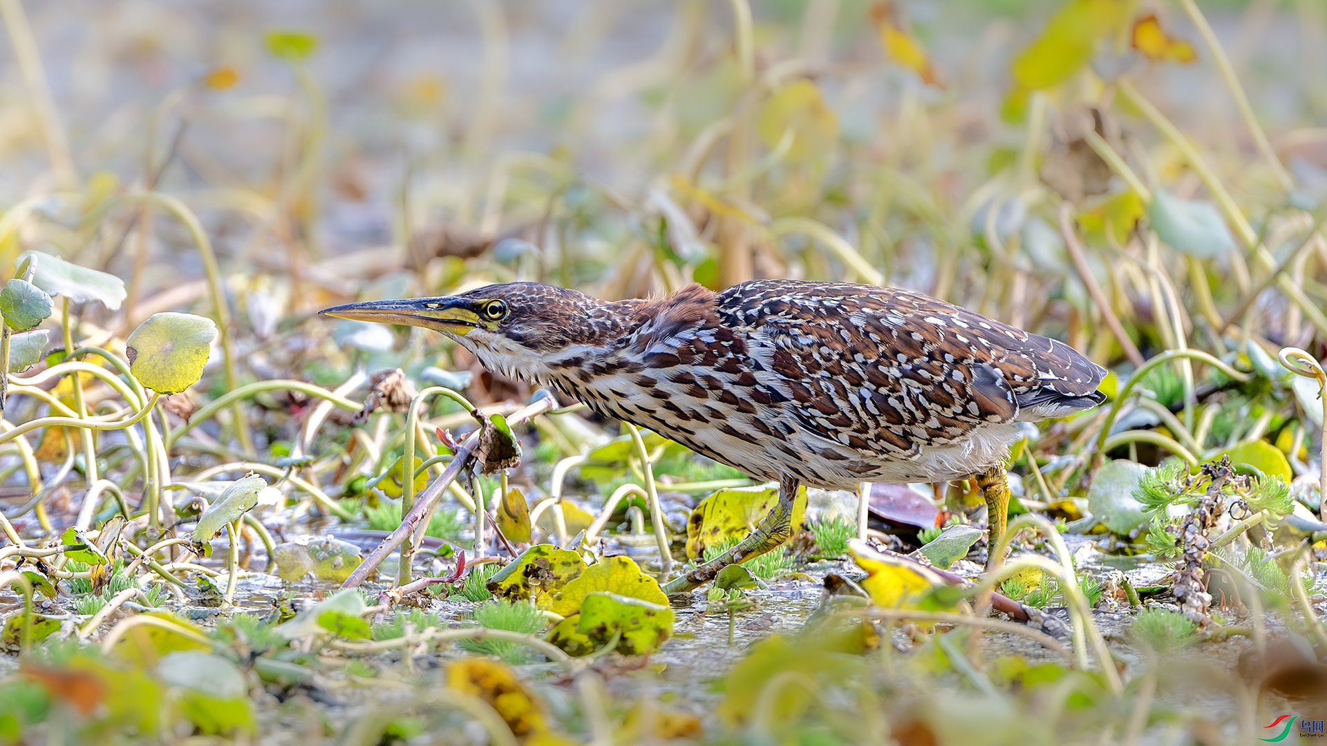 DSC_4647-����ǿ-NR ����.jpg